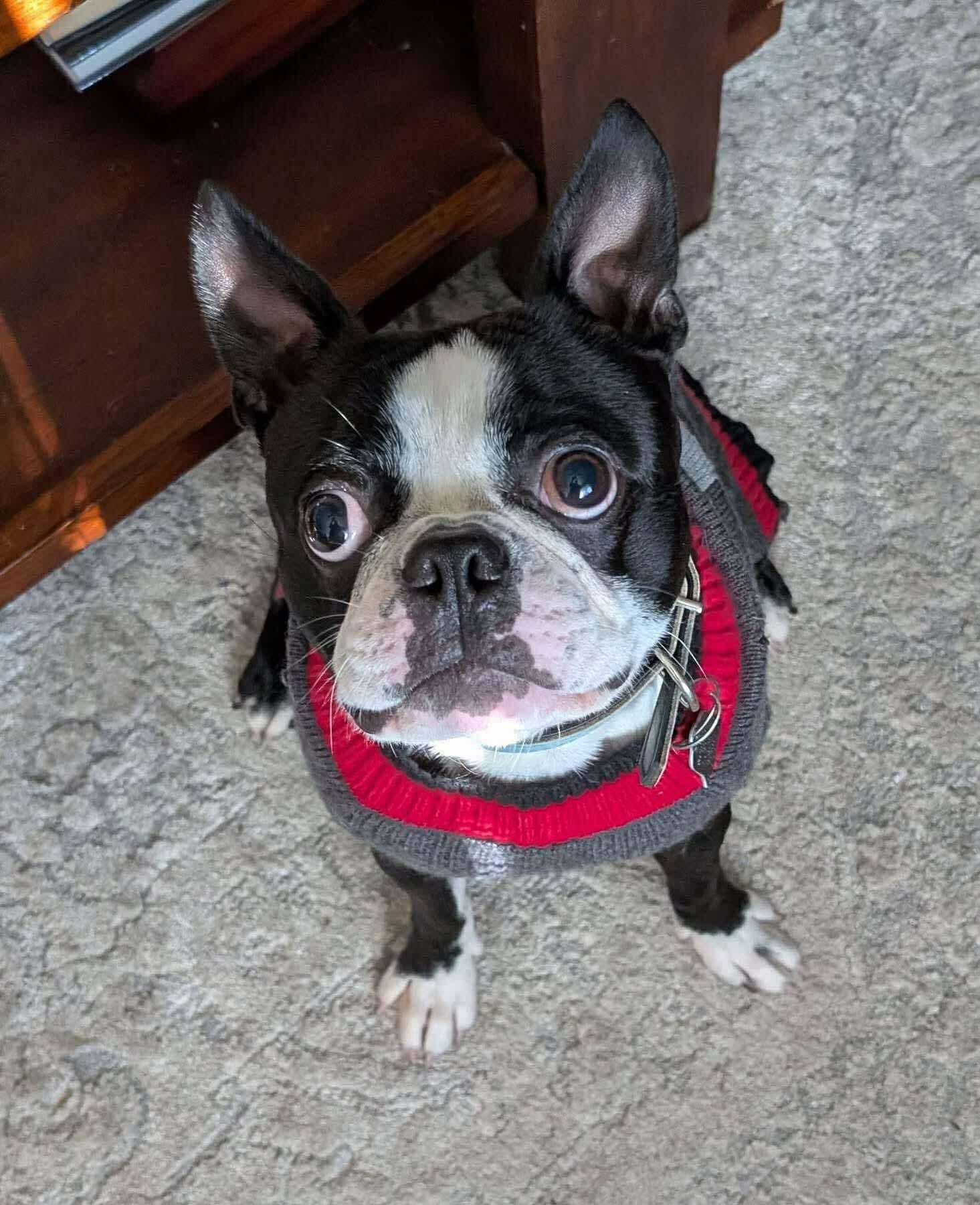 Enlarge Ozzy, an adopted Boston Terrier in Mount Morris, MI image 2/5