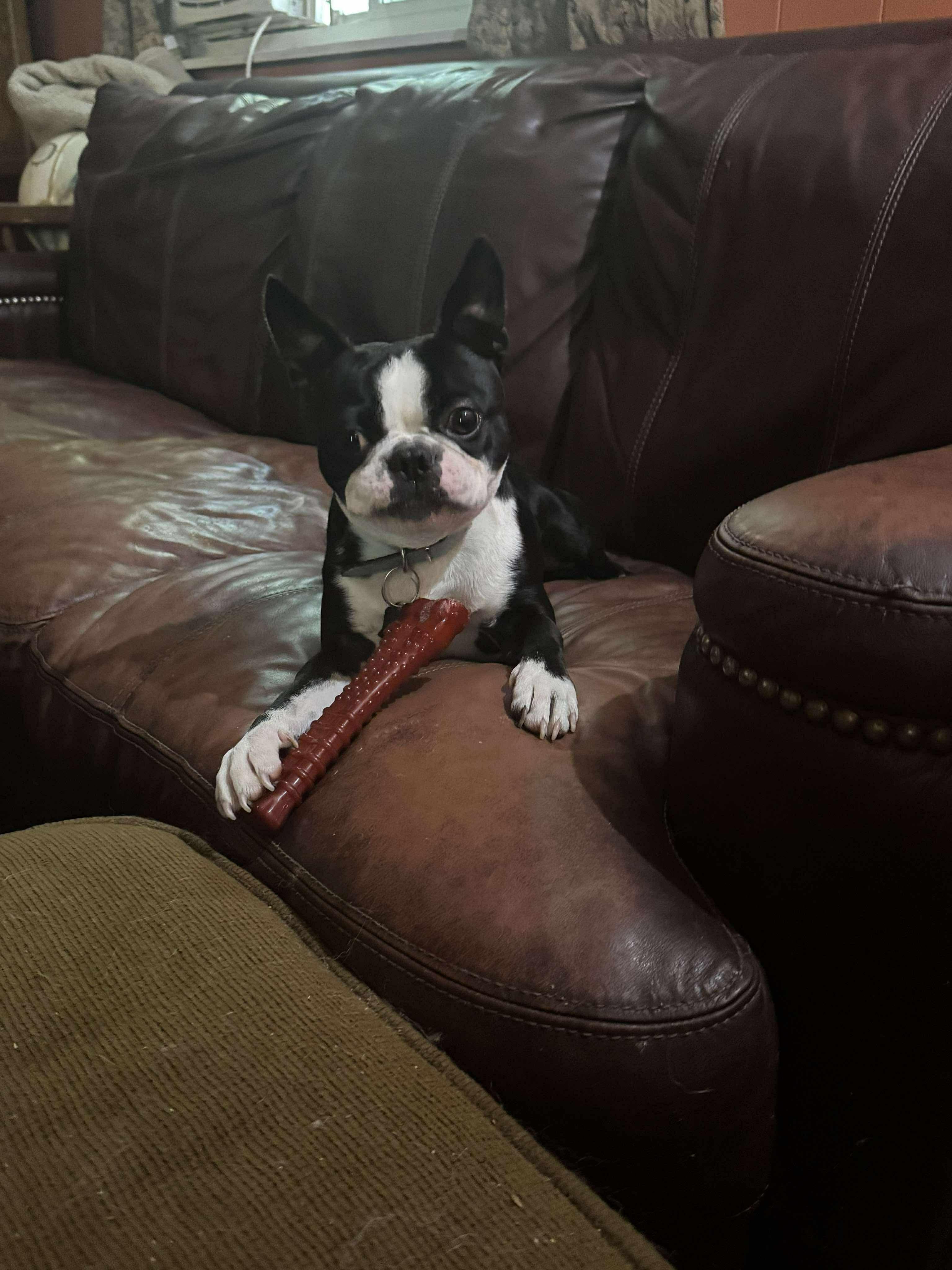 Enlarge Ozzy, an adopted Boston Terrier in Mount Morris, MI image 3/5