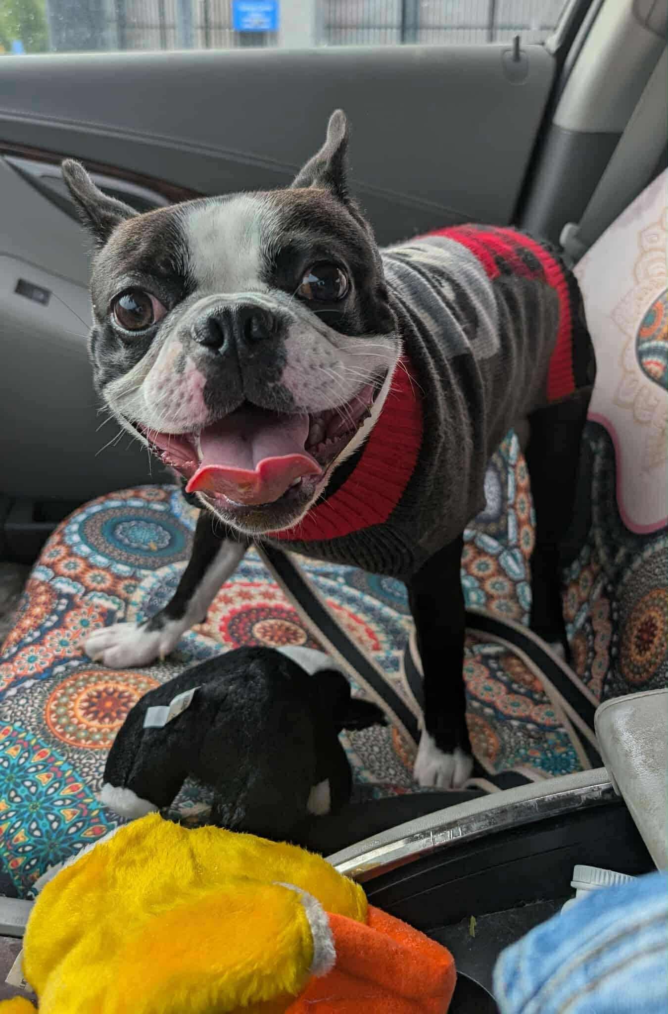 Enlarge Ozzy, an adopted Boston Terrier in Mount Morris, MI image 4/5