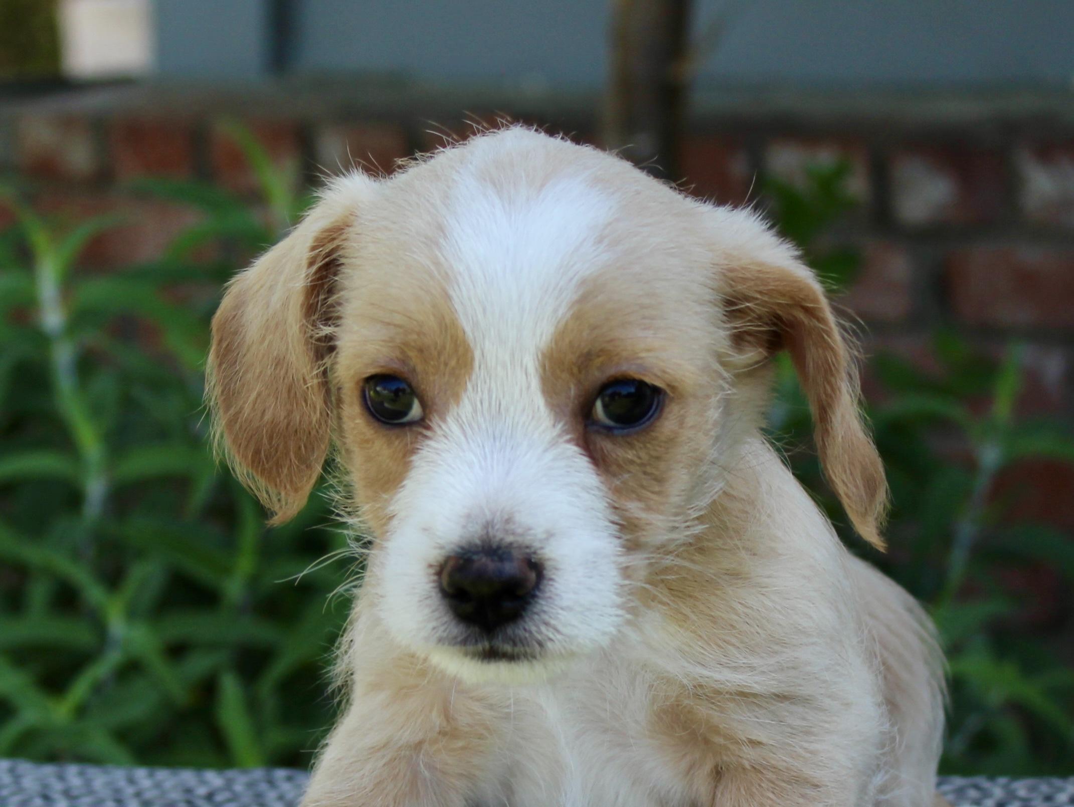 Enlarge Slinky, a Adoptable Terrier in Van Nuys, CA image 2/3