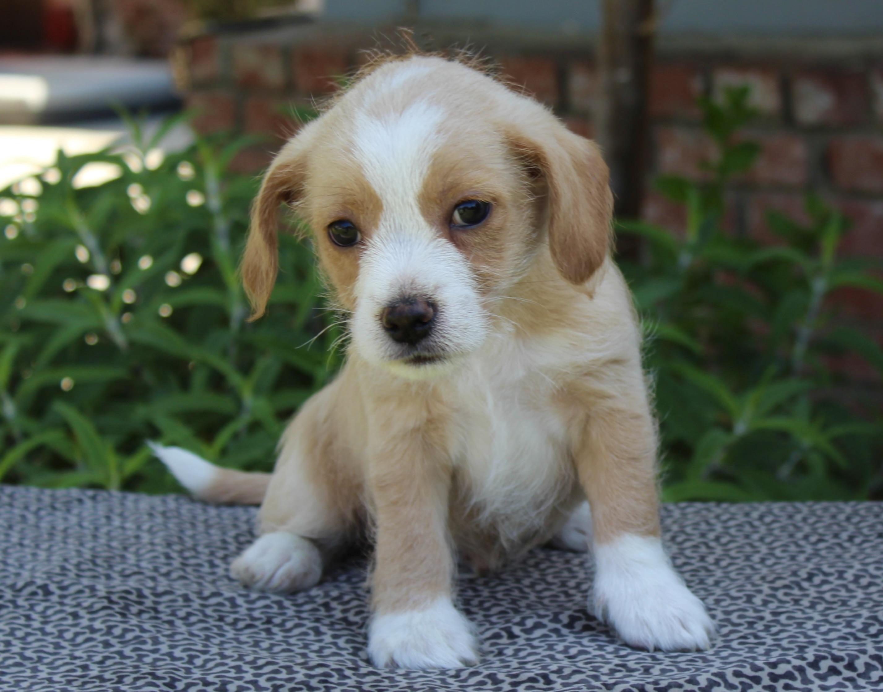 Slinky, Adoptable, Puppy Male Terrier.