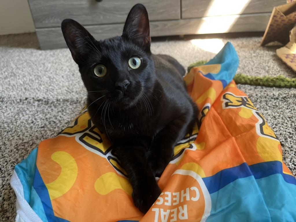 Empanada, Adoptable, Young Male Domestic Short Hair.