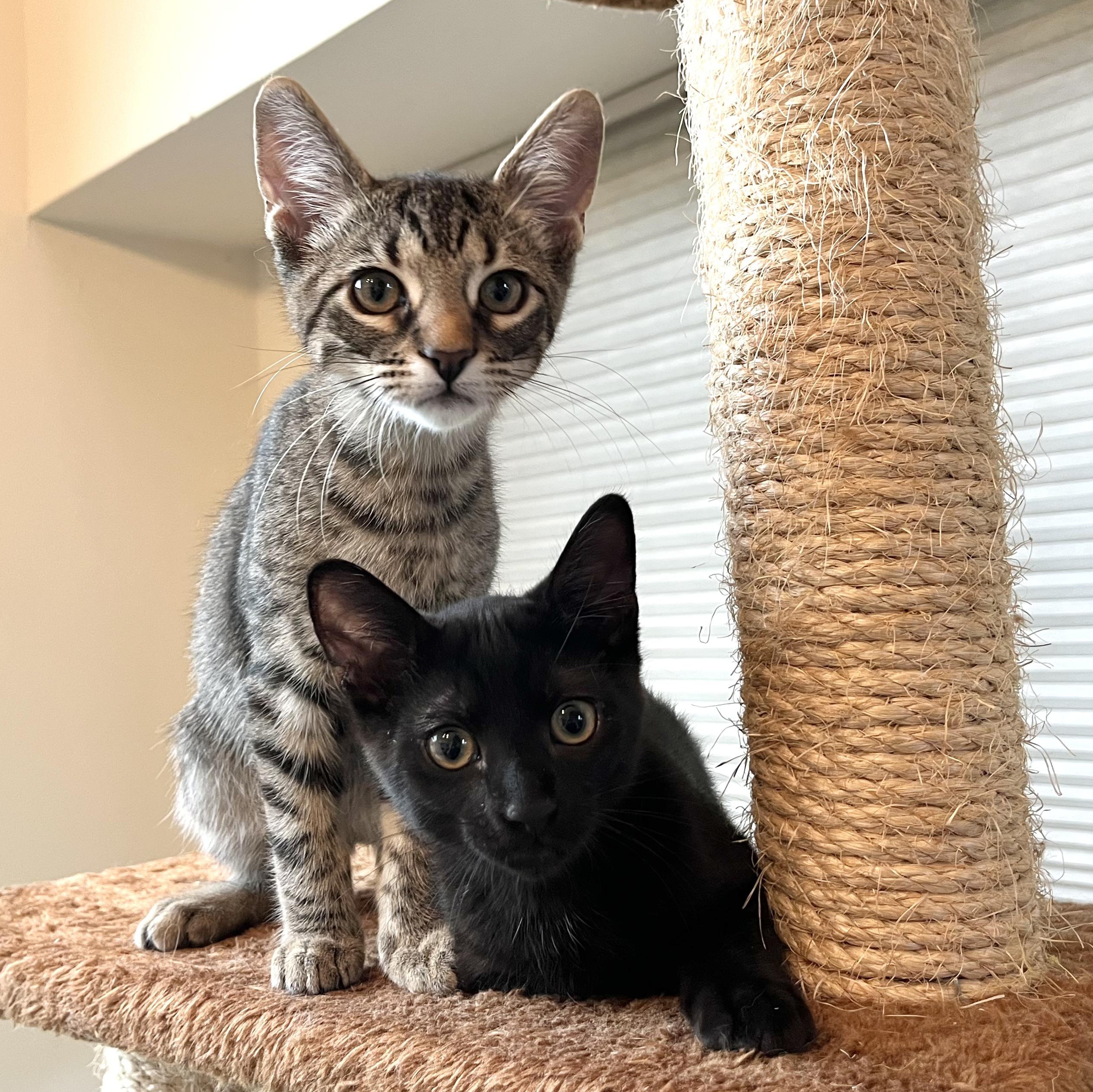 Empanada, a Adoptable Domestic Short Hair in Coppell, TX image 5/5