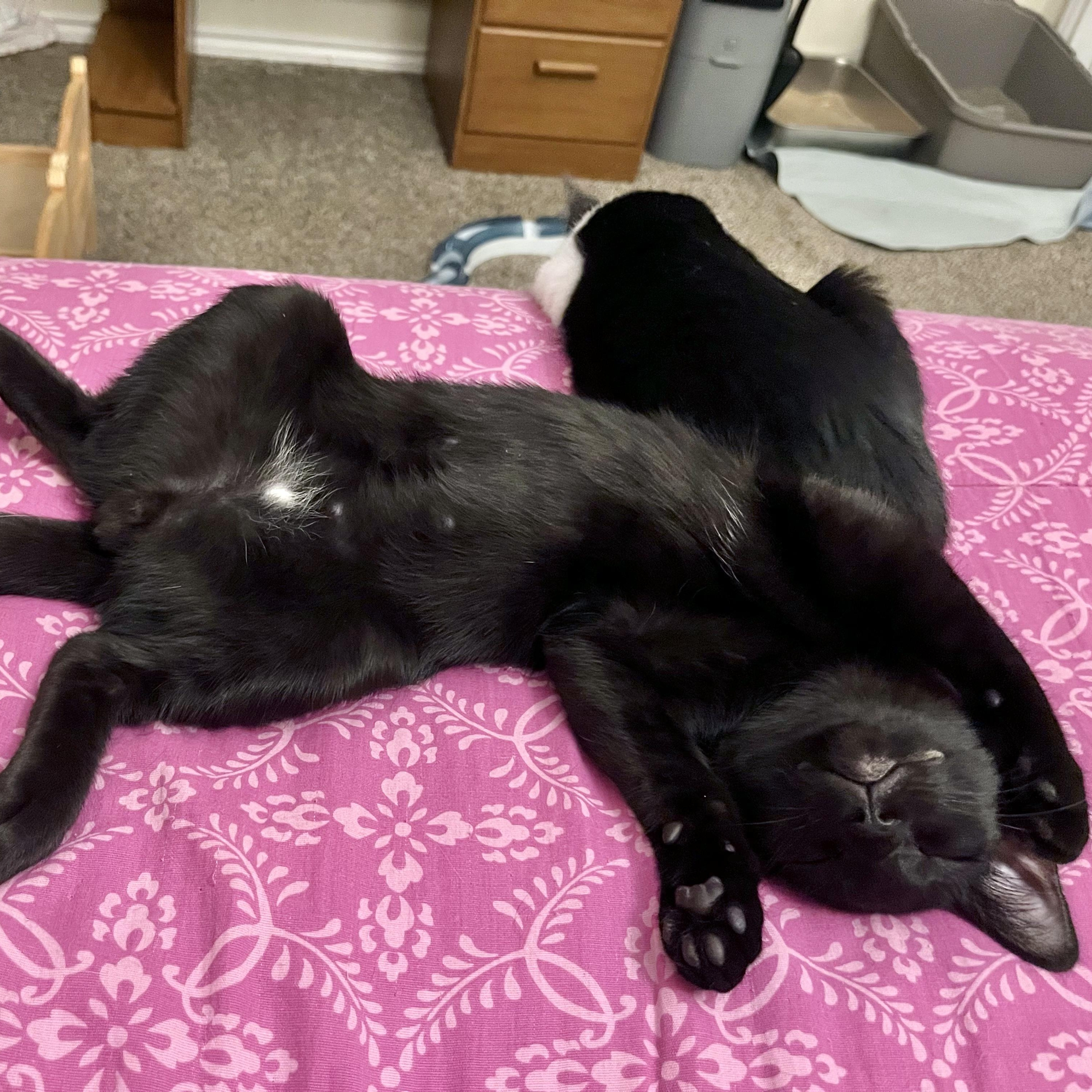 Empanada, a Adoptable Domestic Short Hair in Coppell, TX image 3/5