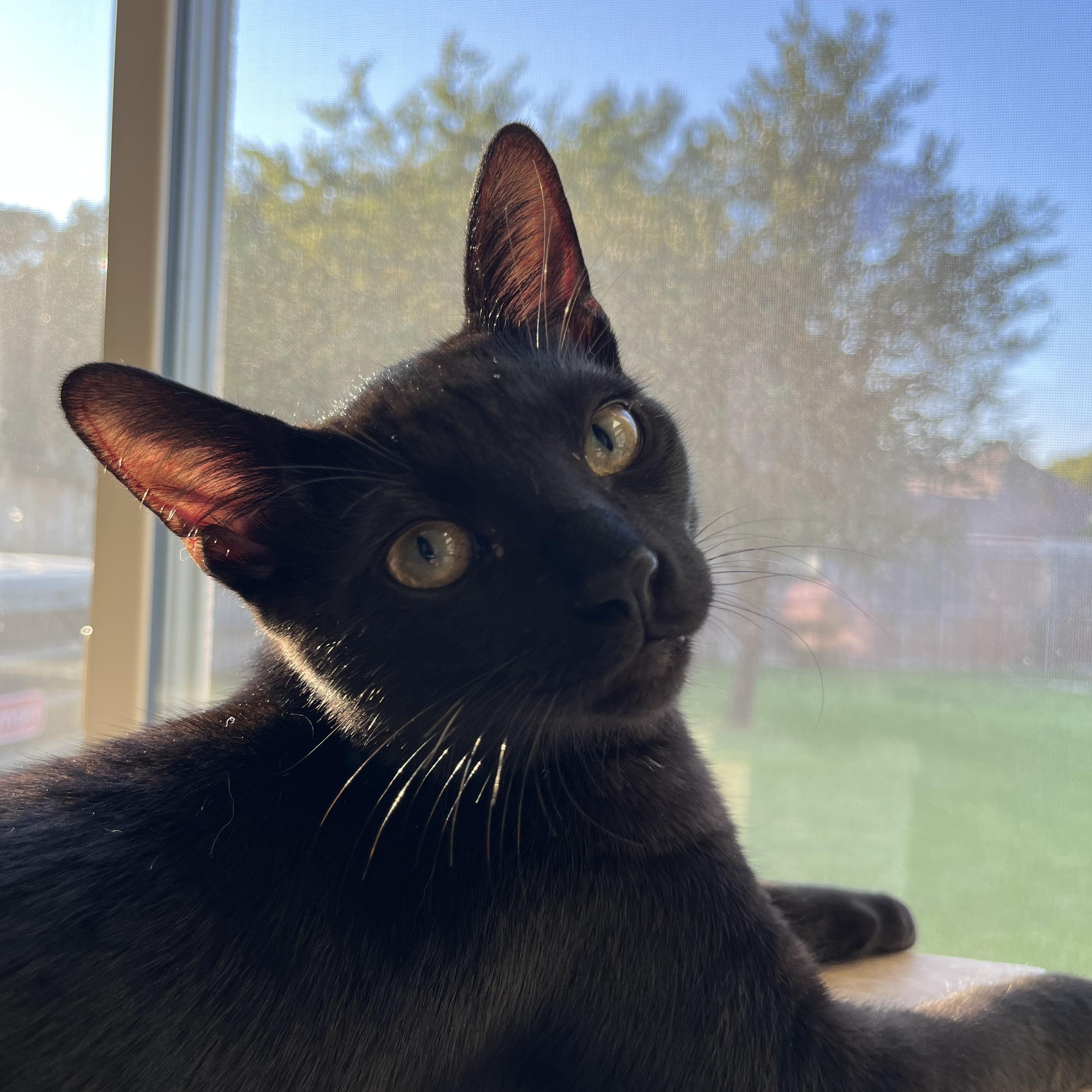 Empanada, Adoptable, Young Male Domestic Short Hair.