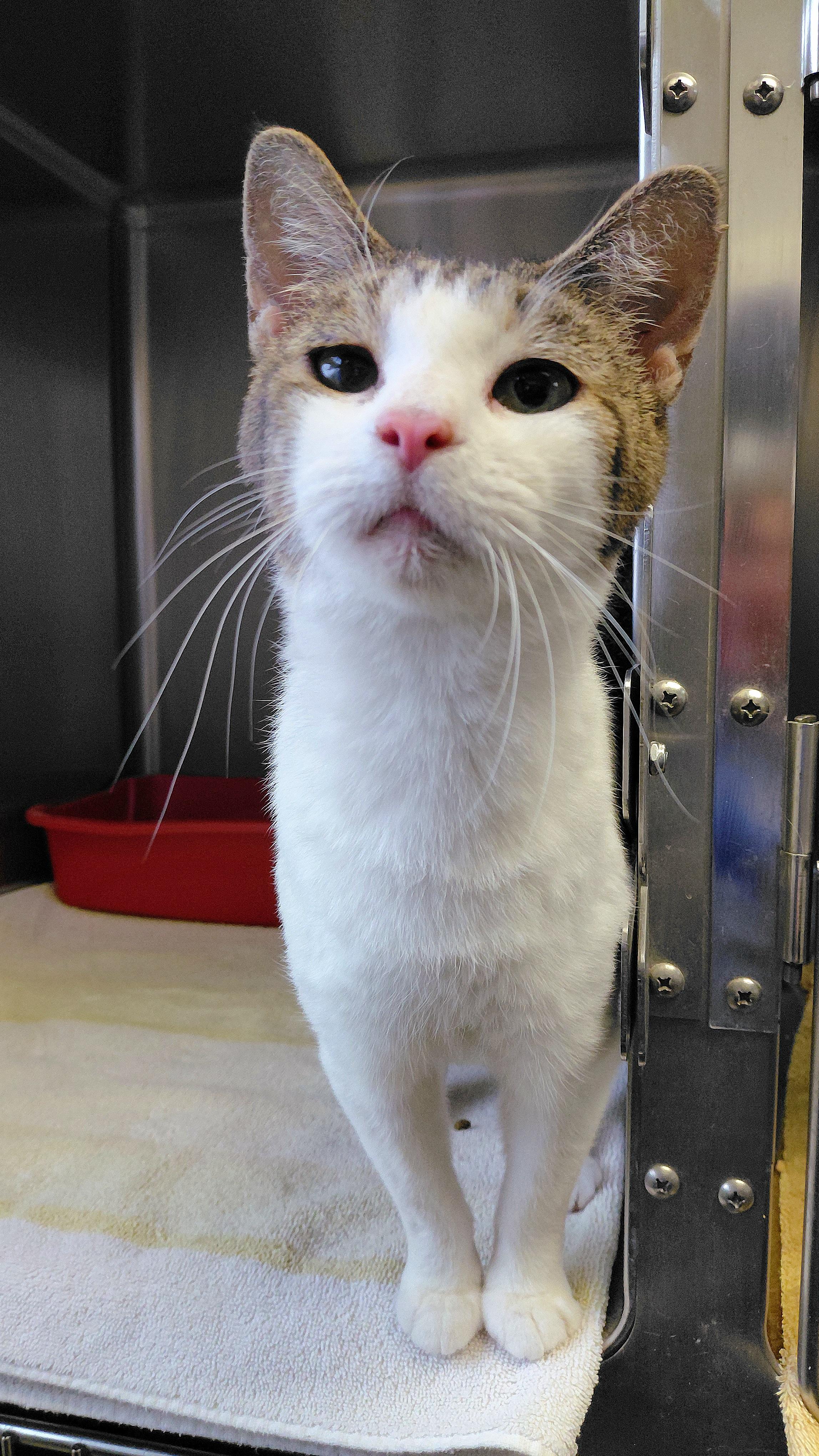 Enlarge Gwendolyn, a ADOPTABLE Domestic Short Hair in Stanley, VA image 3/3