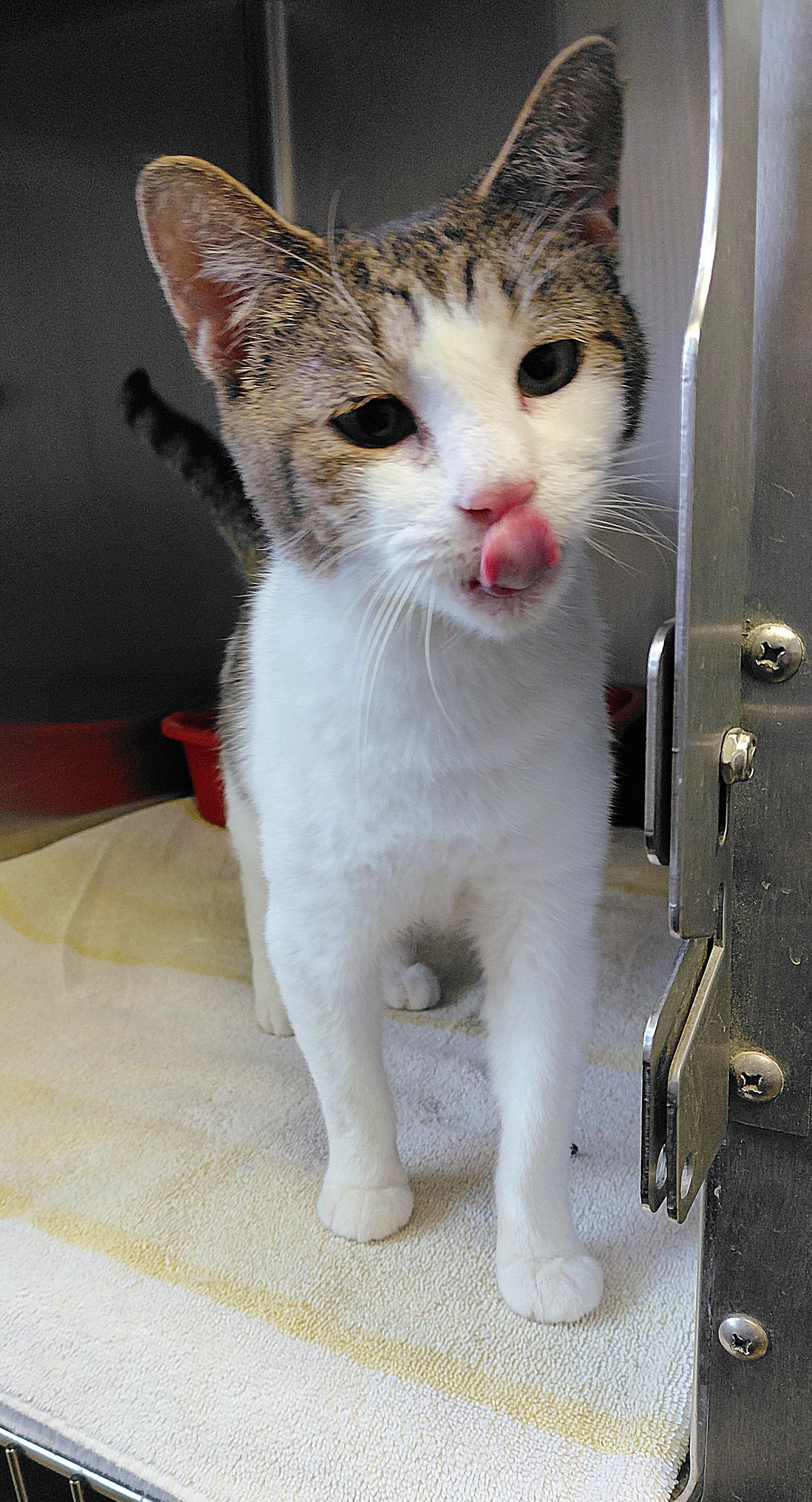 Enlarge Gwendolyn, a ADOPTABLE Domestic Short Hair in Stanley, VA image 2/3