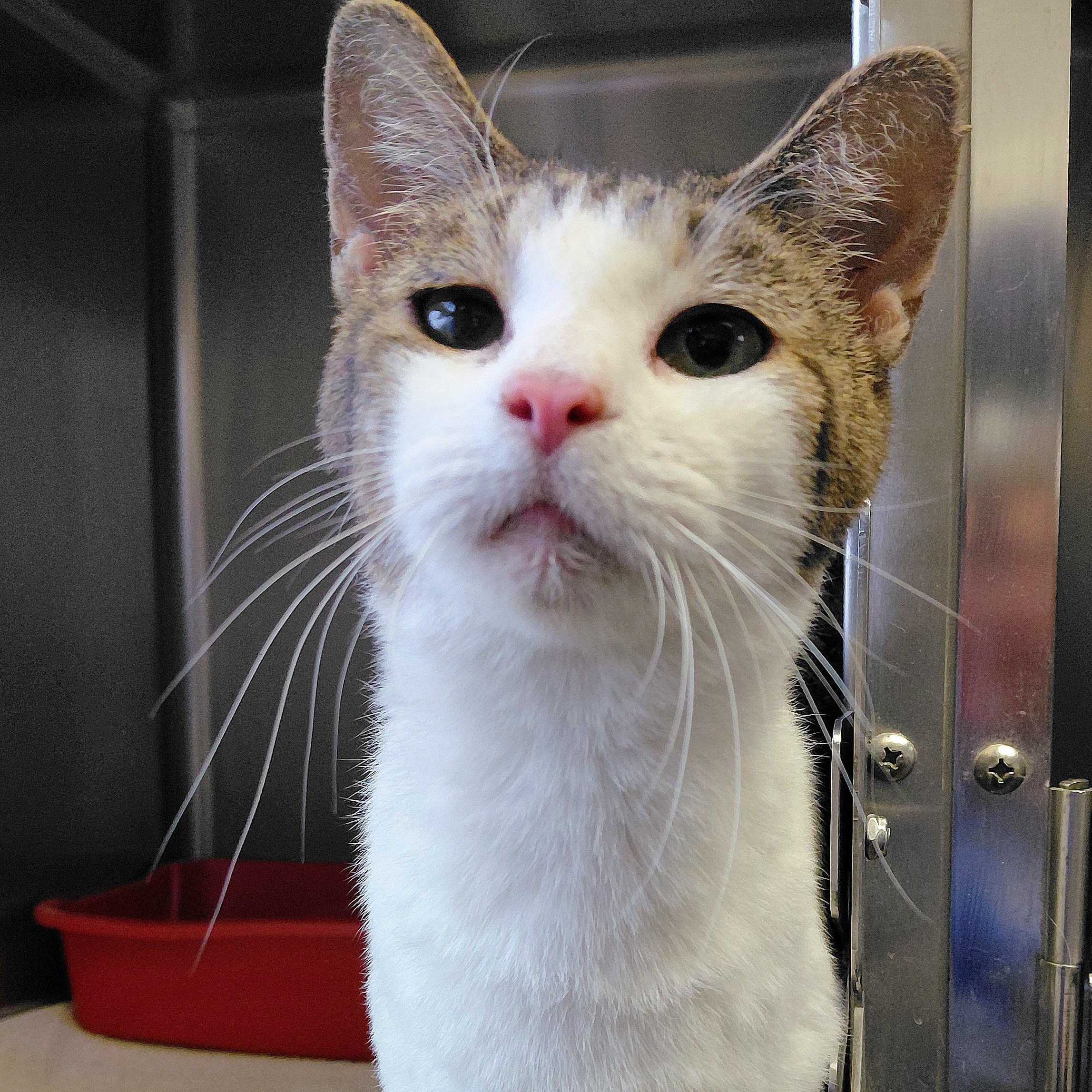 Gwendolyn, ADOPTABLE, Adult Female Domestic Short Hair.