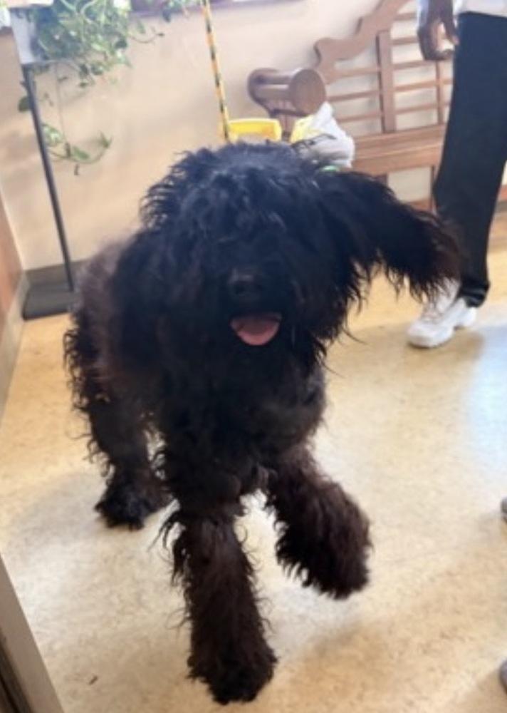 Enlarge Parker, a Adopted mixed breed in Plymouth, MN image 1/3