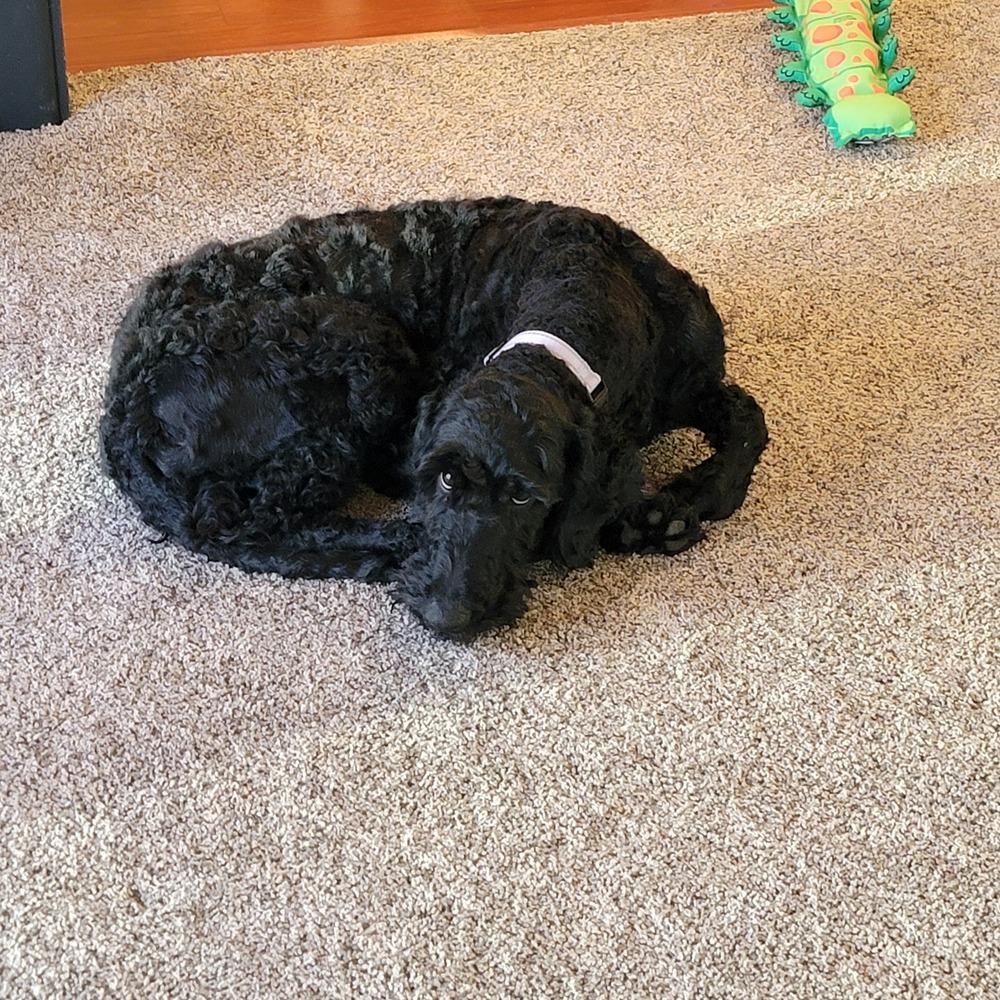 Enlarge Parker, a Adopted mixed breed in Plymouth, MN image 3/3