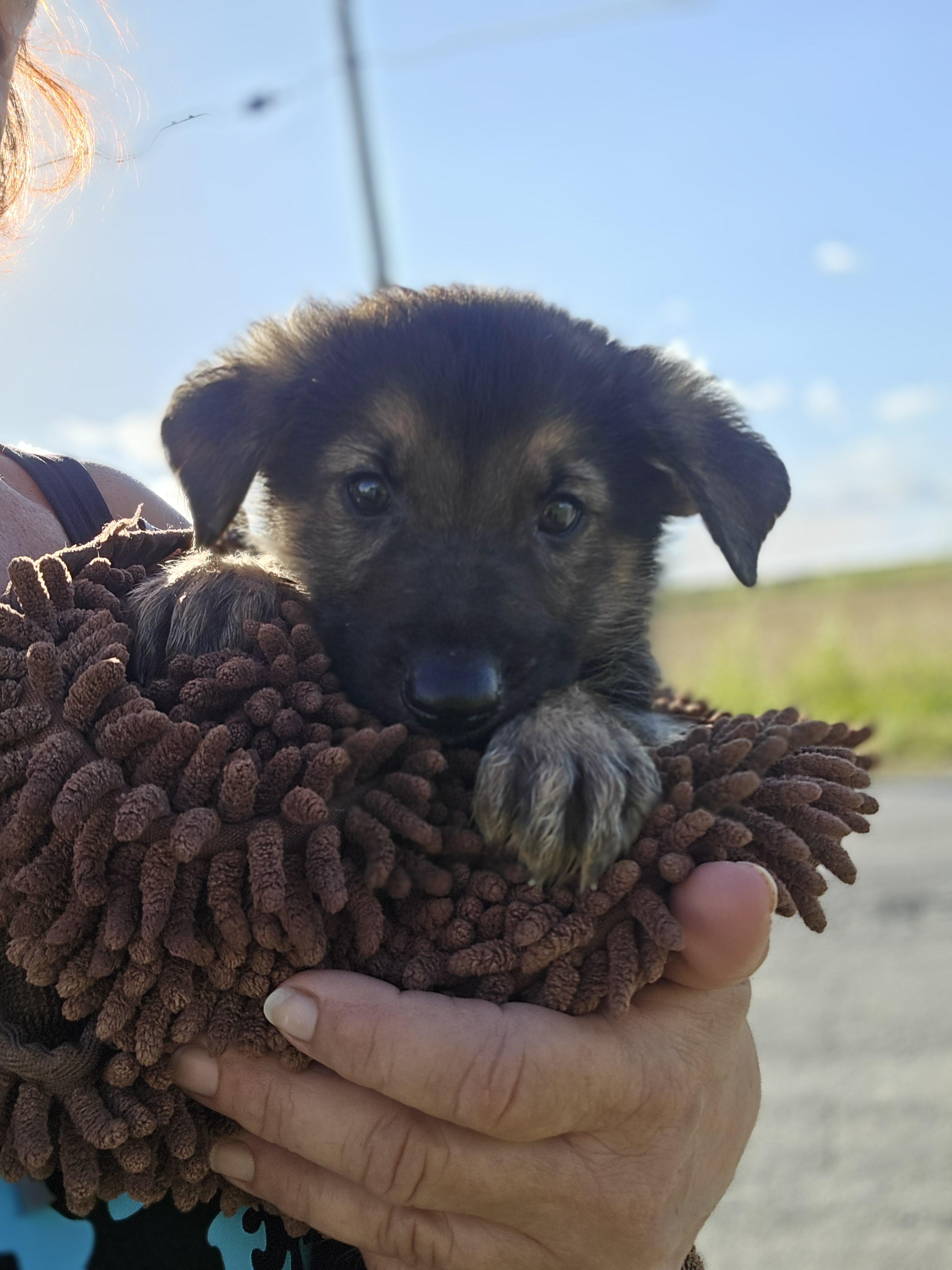 Archer Blaze, a Adoptable German Shepherd Dog in Hampton, VA image 1/2