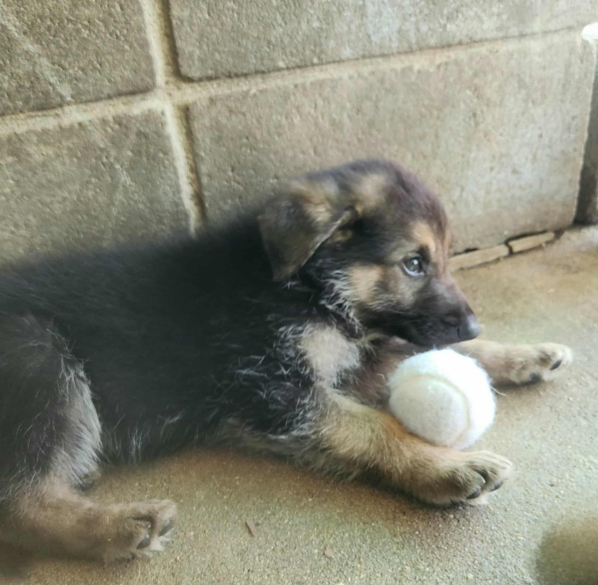 Archer Blaze, a Adoptable German Shepherd Dog in Hampton, VA image 2/2