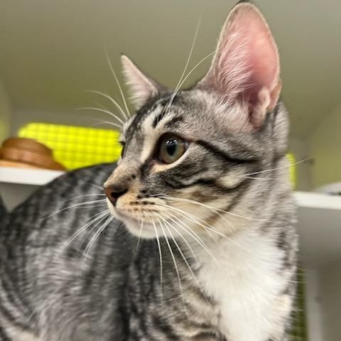 Reggie INDOOR ONLY , a Adoptable mixed breed in Stockton, CA image 2/3