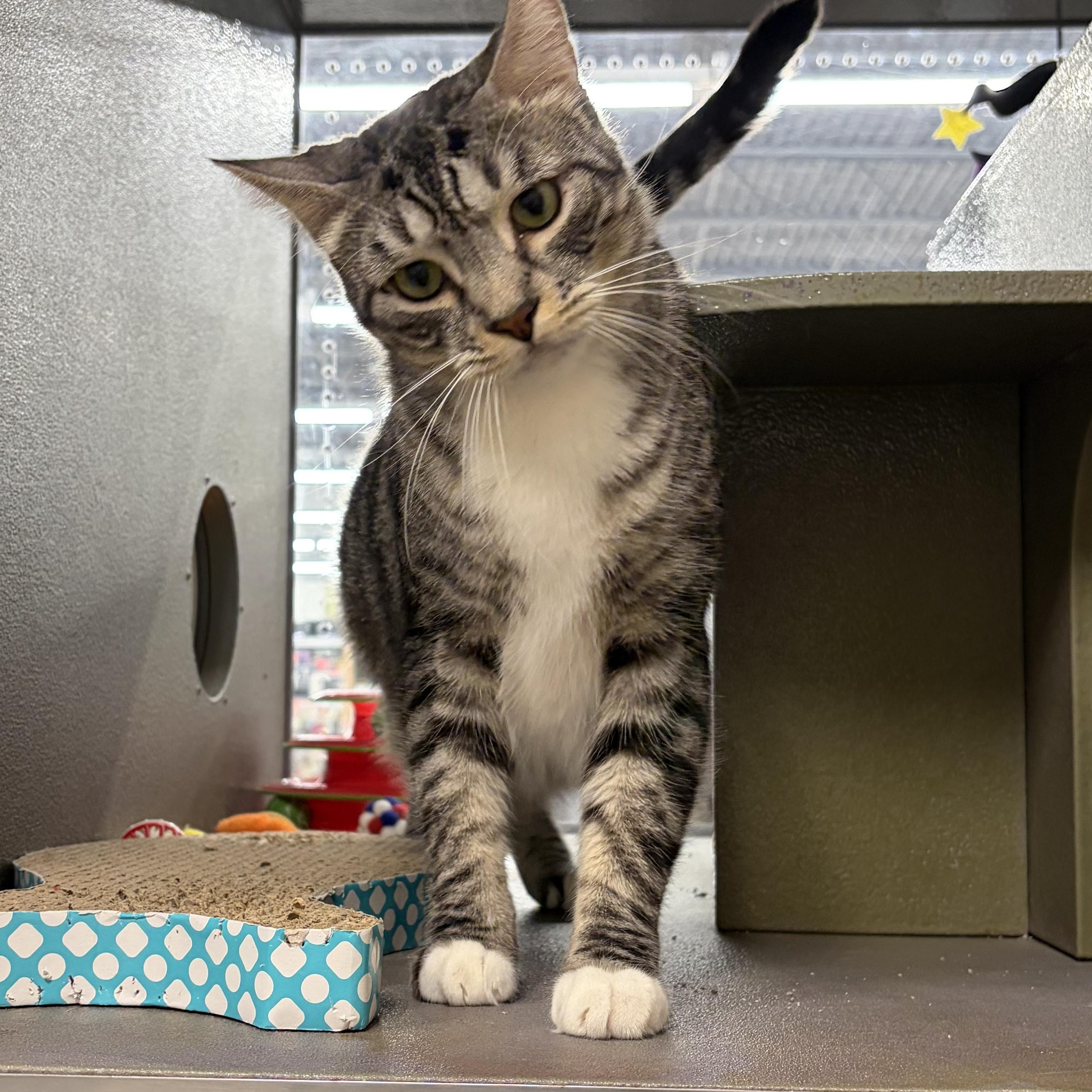 Enlarge Reggie INDOOR ONLY , a Adoptable mixed breed in Lodi, CA image 4/6