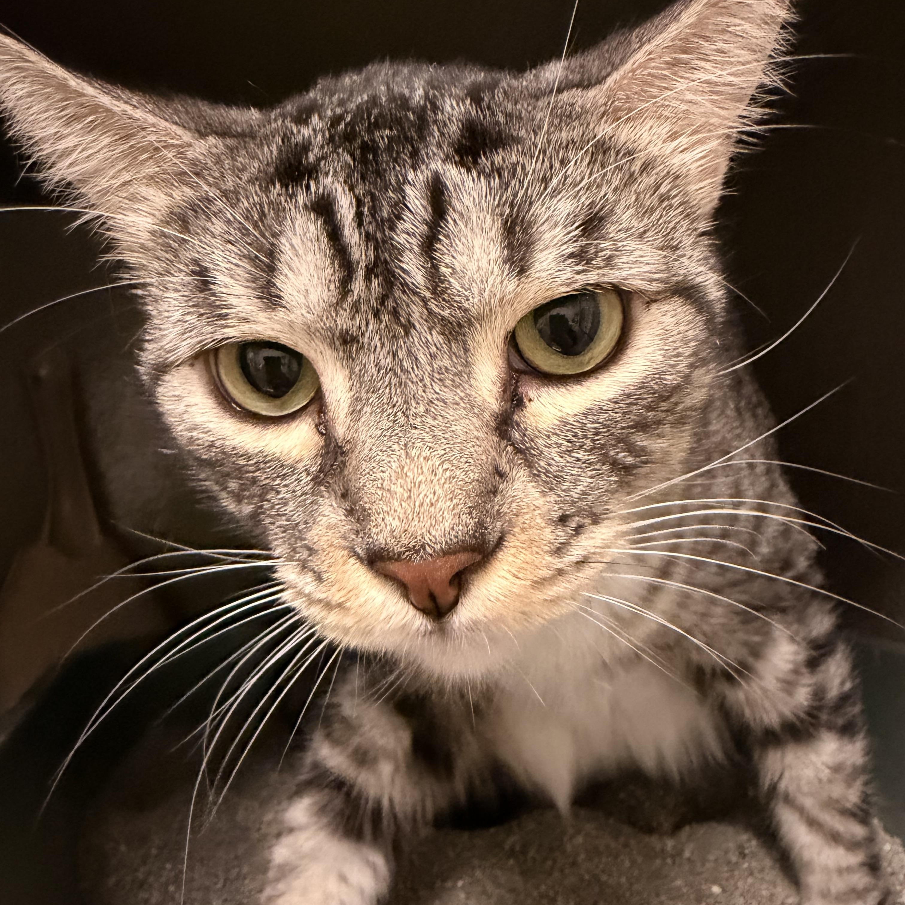 Enlarge Reggie INDOOR ONLY , a Adoptable mixed breed in Lodi, CA image 3/6