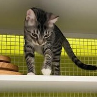 Reggie INDOOR ONLY , a Adoptable mixed breed in Stockton, CA image 3/3