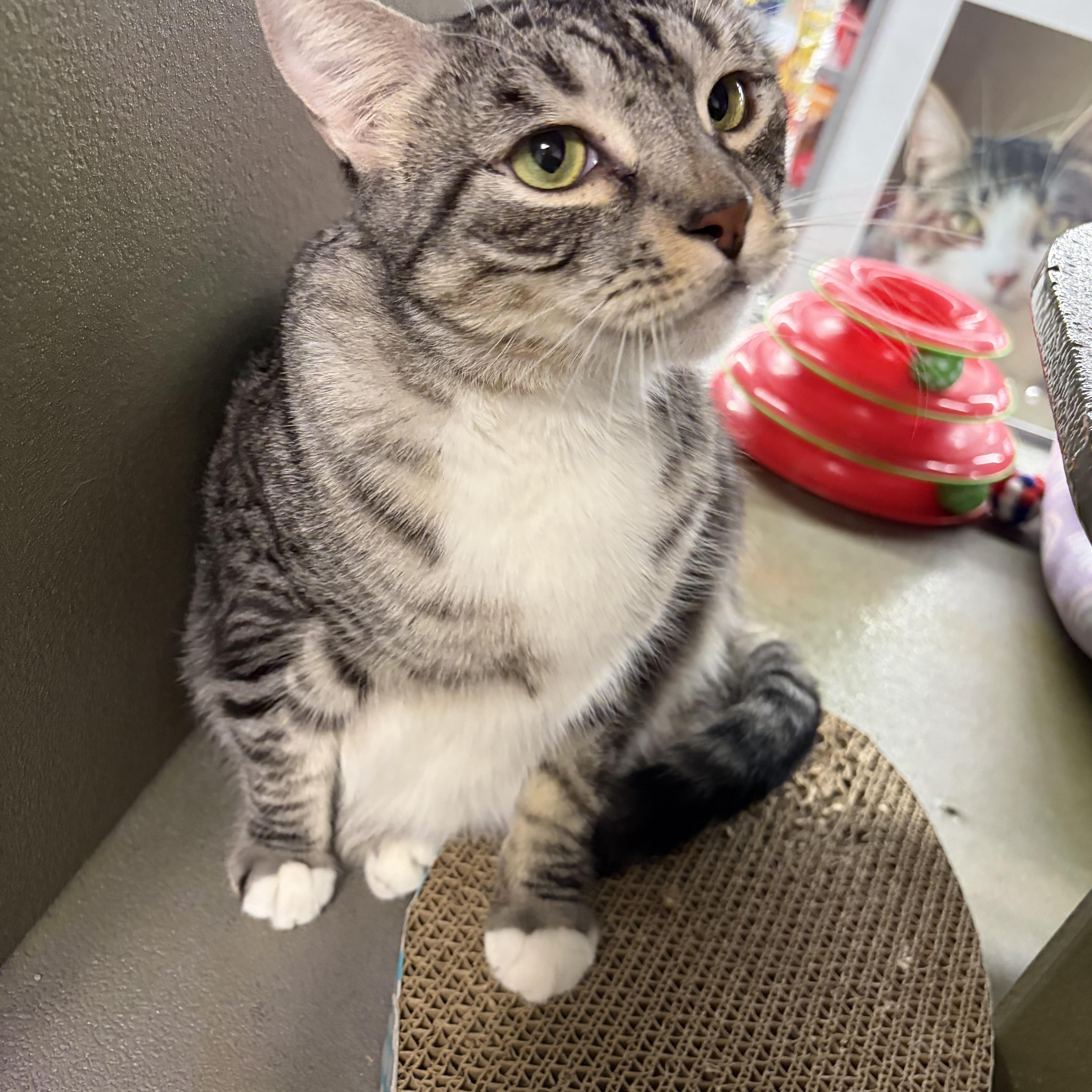 Reggie INDOOR ONLY , Adoptable, Young Male Domestic Short Hair.