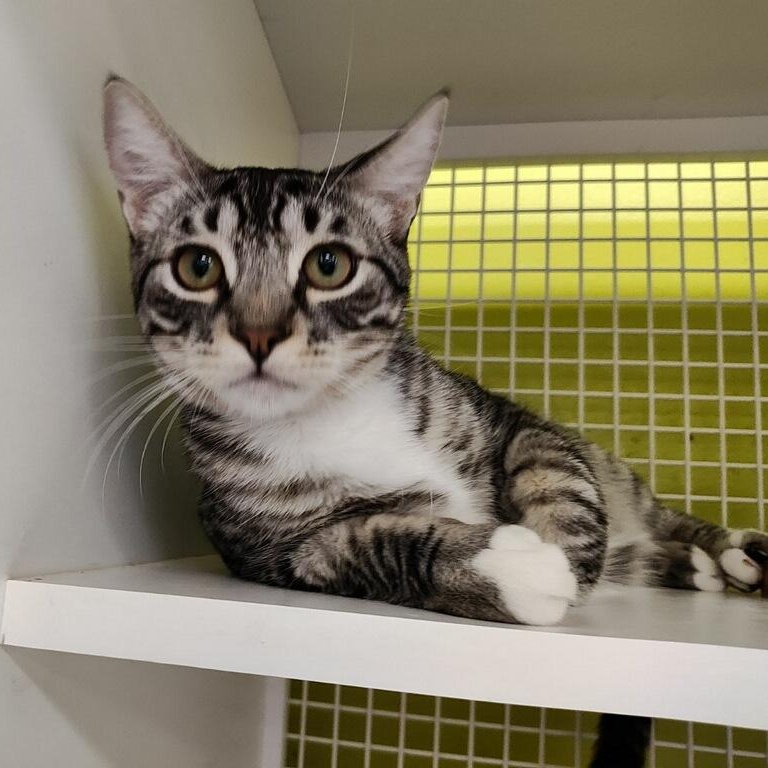 Reggie INDOOR ONLY , Adoptable, Young Male Domestic Short Hair.