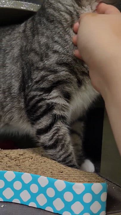 Enlarge Reggie INDOOR ONLY , a Adoptable mixed breed in Lodi, CA video 5/6