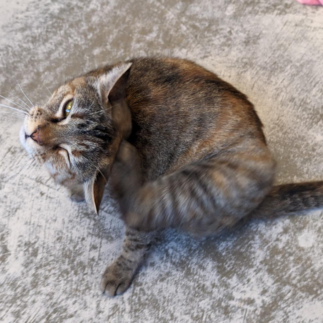 Enlarge Aria, a Adoptable Domestic Short Hair in Auburn, AL image 1/6