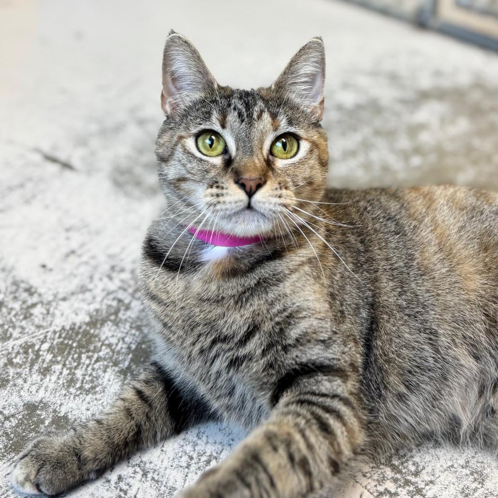 Enlarge Aria, a Adoptable Domestic Short Hair in Auburn, AL image 2/6