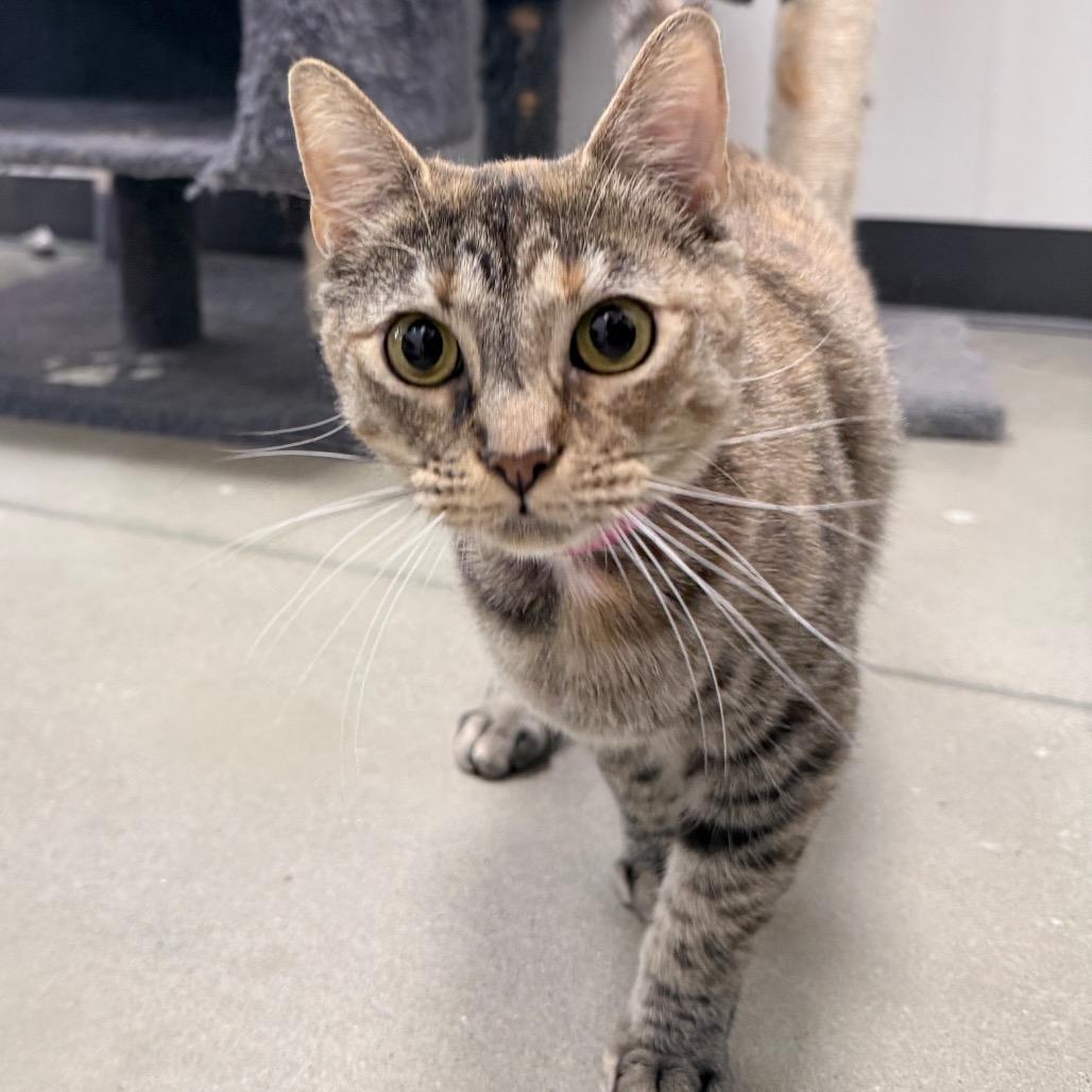 Enlarge Aria, a Adoptable Domestic Short Hair in Auburn, AL image 2/6
