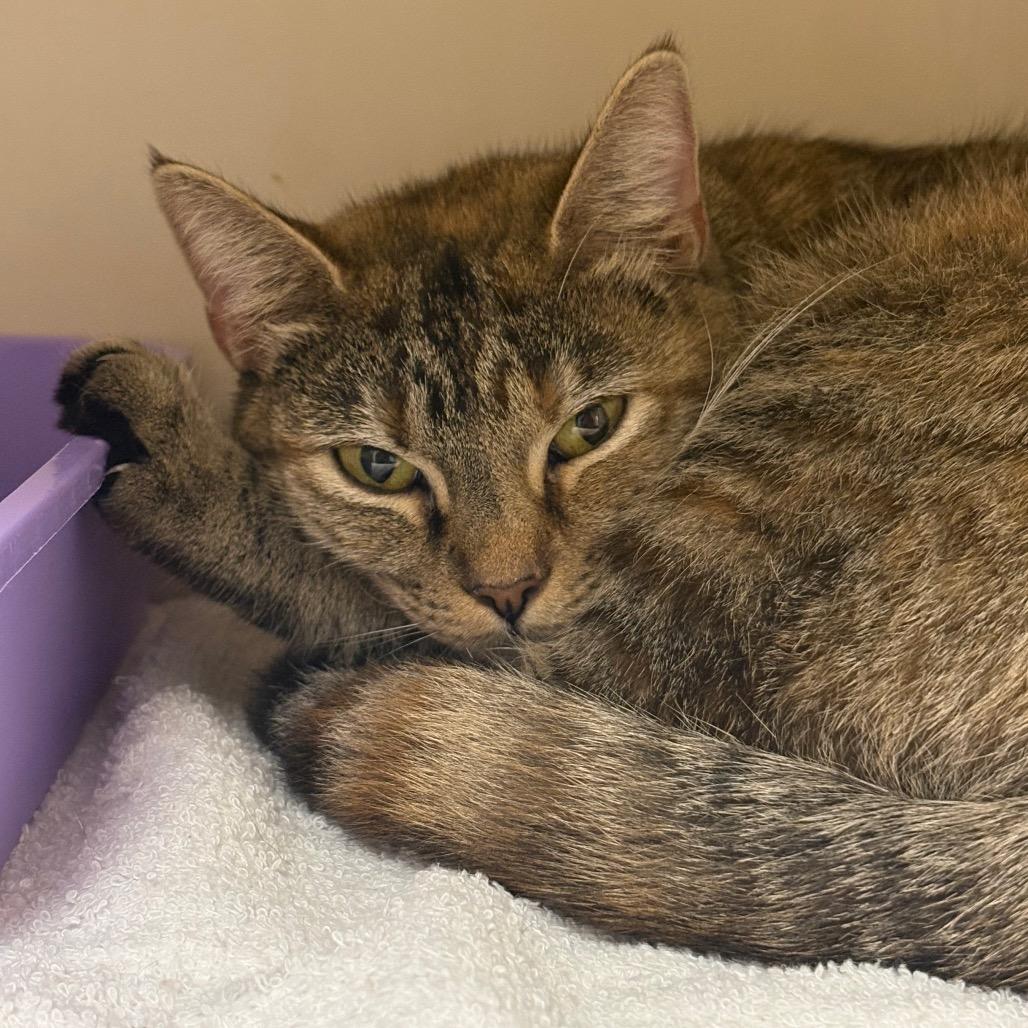 Enlarge Aria, a Adoptable Domestic Short Hair in Auburn, AL image 3/6