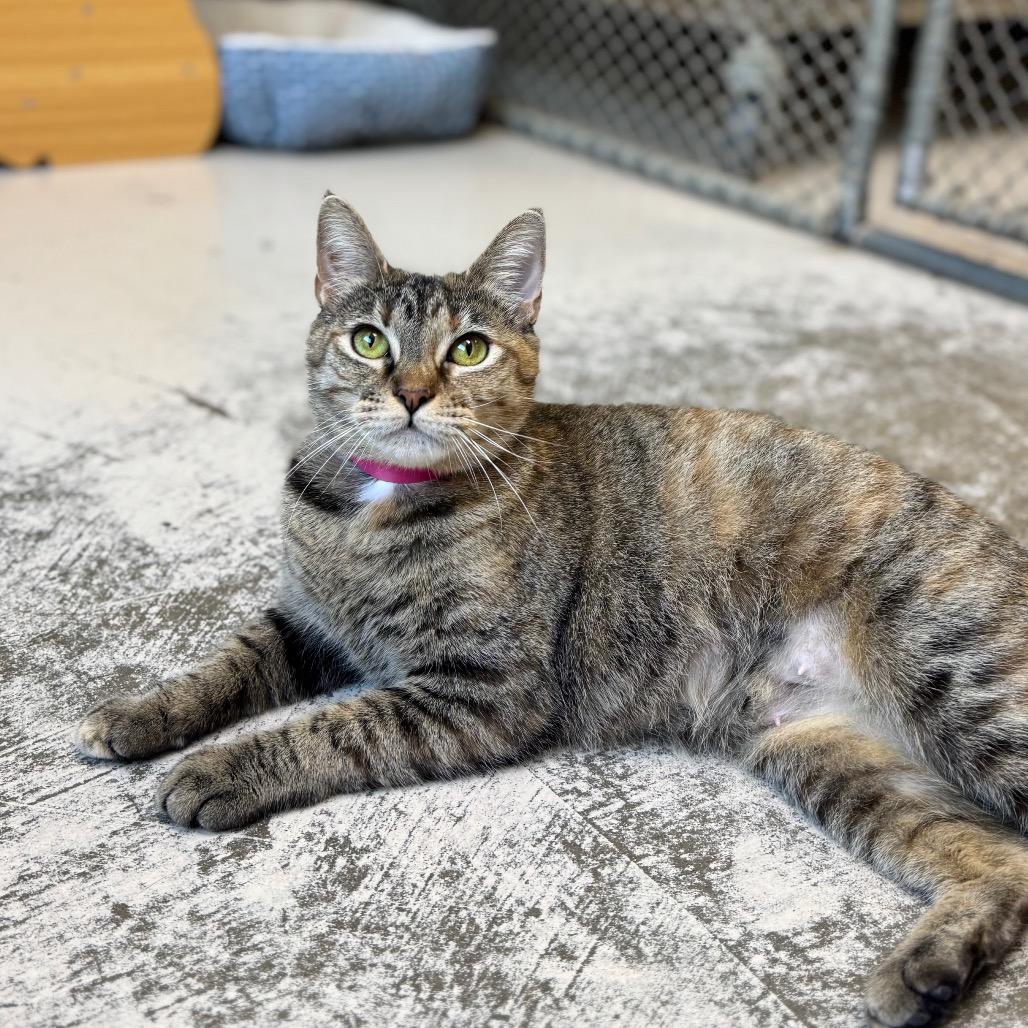 Enlarge Aria, a Adoptable Domestic Short Hair in Auburn, AL image 4/6