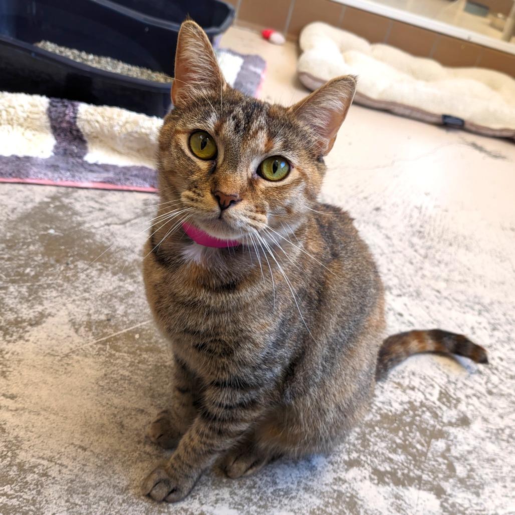 Enlarge Aria, a Adoptable Domestic Short Hair in Auburn, AL image 5/6