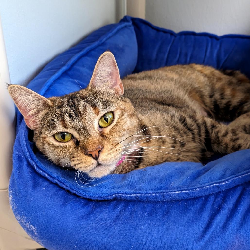 Enlarge Aria, a Adoptable Domestic Short Hair in Auburn, AL image 6/6