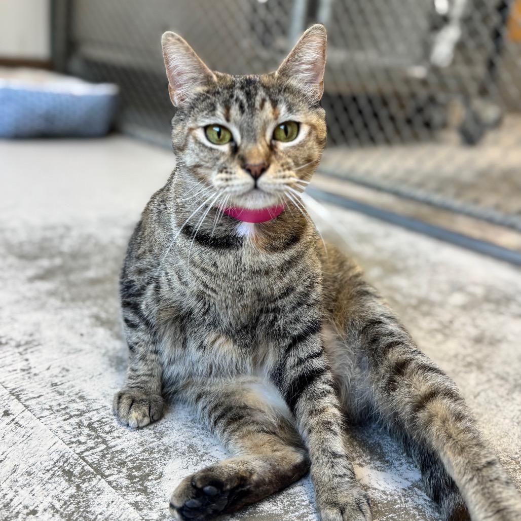 Enlarge Aria, a Adoptable Domestic Short Hair in Auburn, AL image 6/6