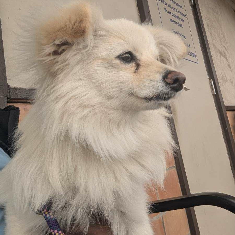 Kekoa — thumbnail 5