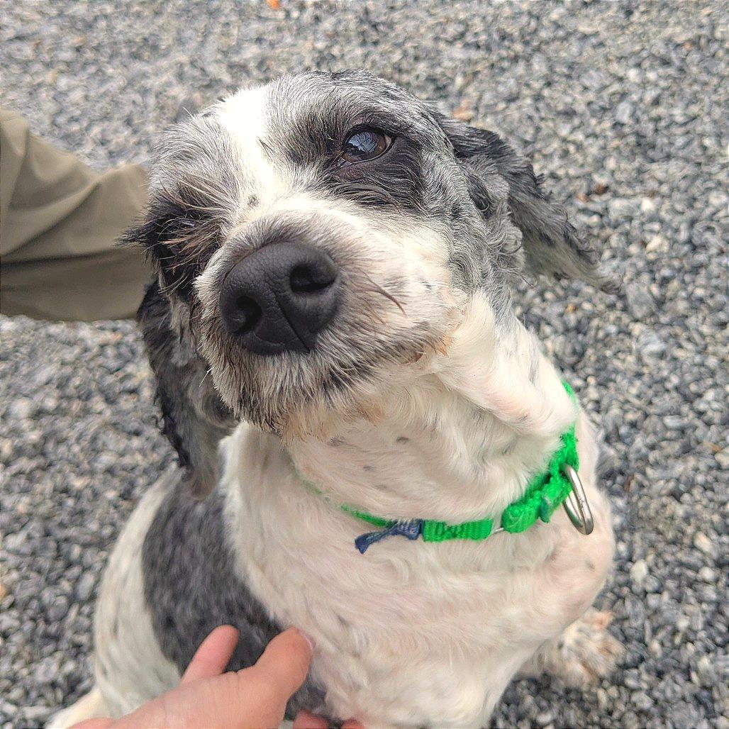 Miracle, a Adoptable Mixed Breed in Hendersonville, NC image 1/4