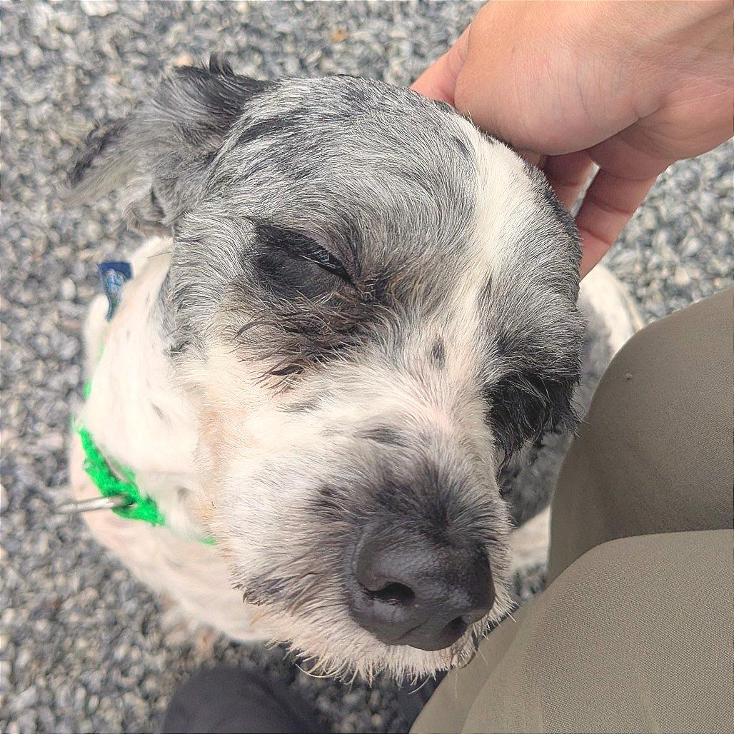 Miracle, a Adoptable Mixed Breed in Hendersonville, NC image 2/4