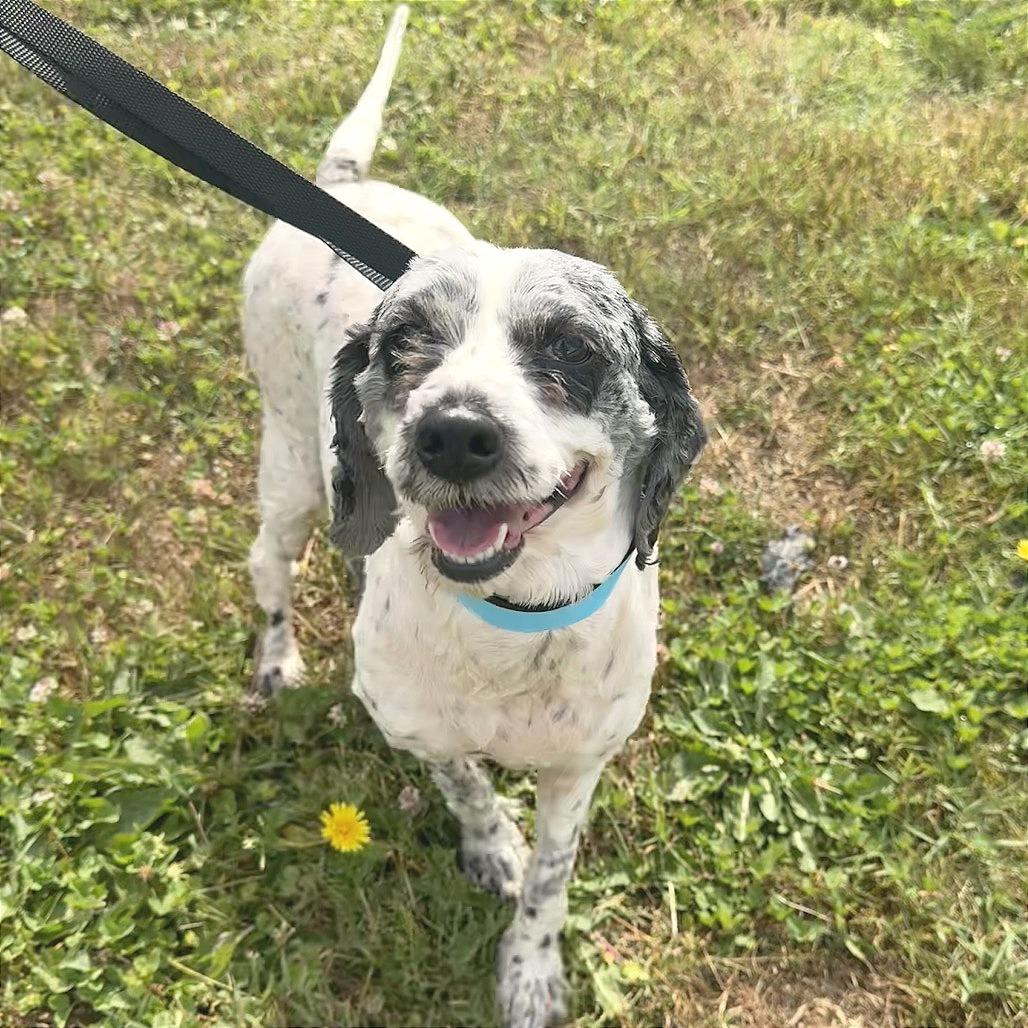 Miracle, a Adoptable Mixed Breed in Hendersonville, NC image 3/4