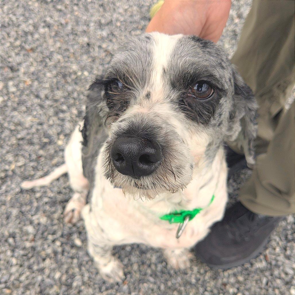 Miracle, a Adoptable Mixed Breed in Hendersonville, NC image 4/4