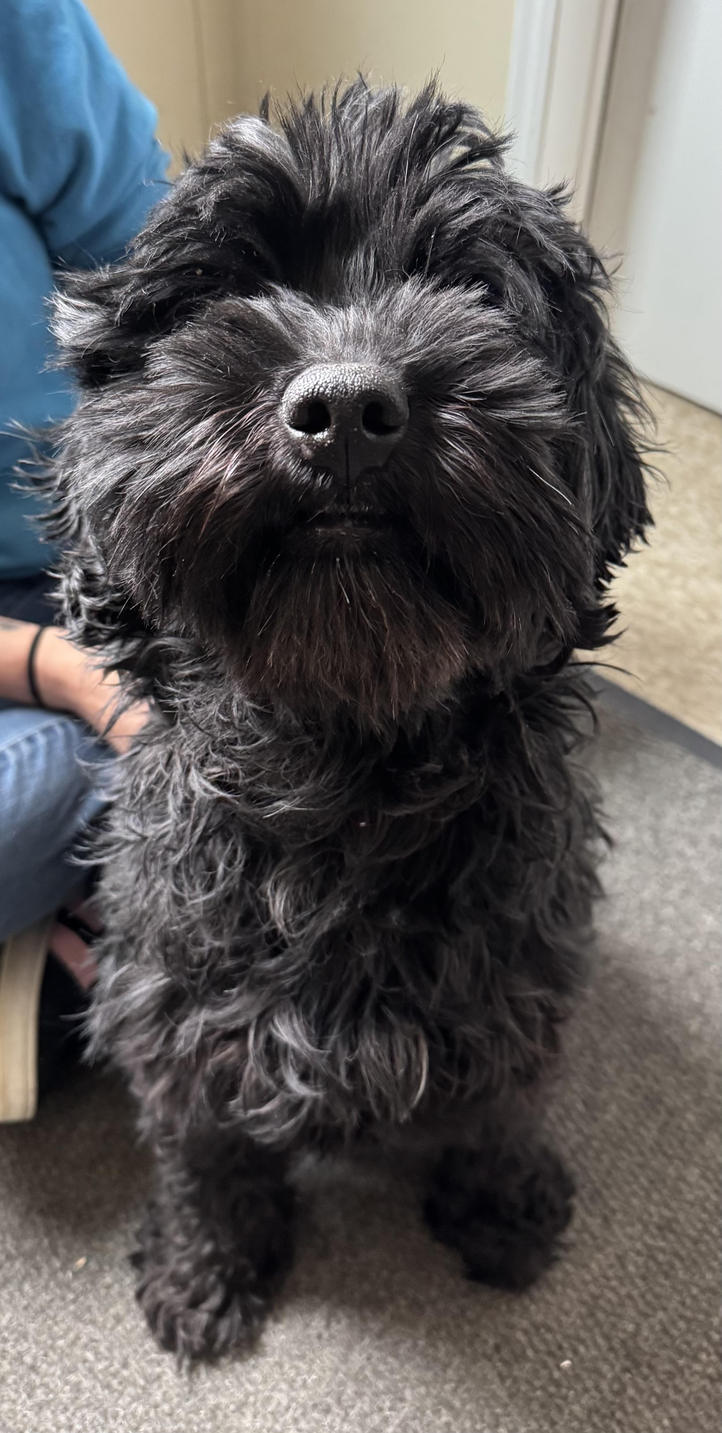 Mr. Pickle James, an adopted mixed breed in Chelmsford, MA image 4/4