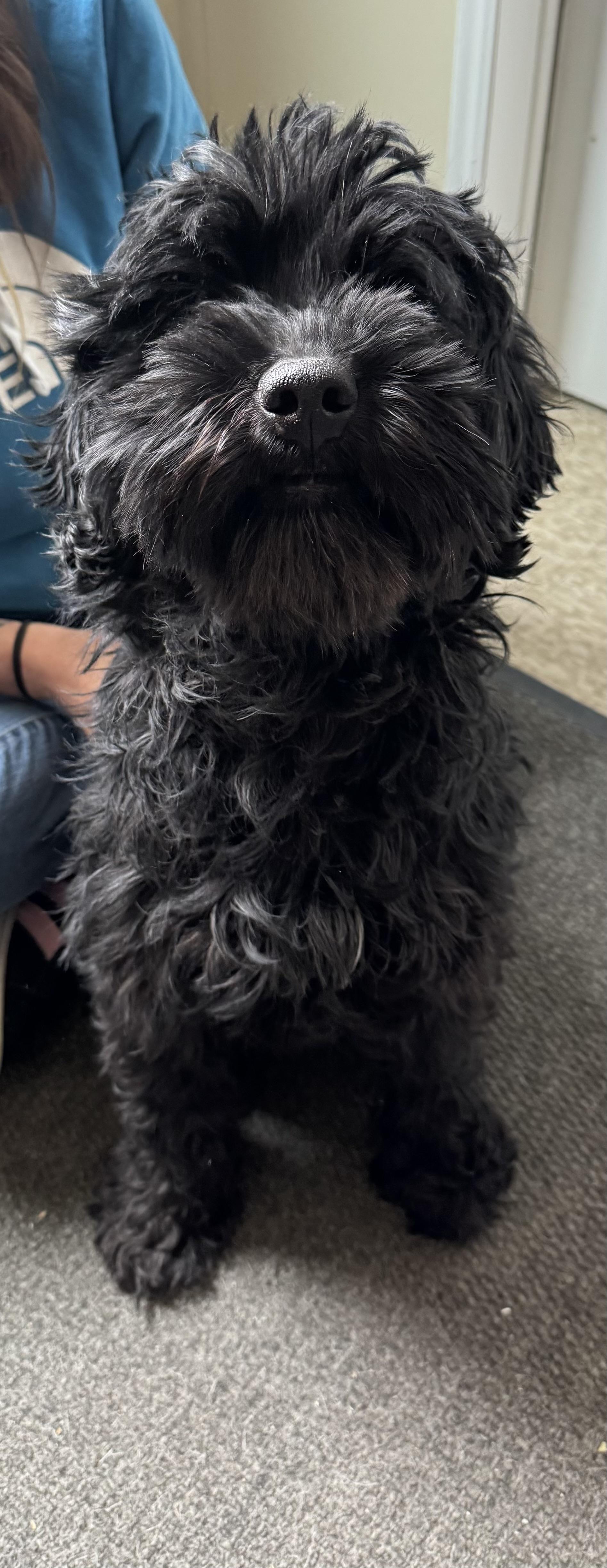 Mr. Pickle James, an adopted mixed breed in Chelmsford, MA image 2/4