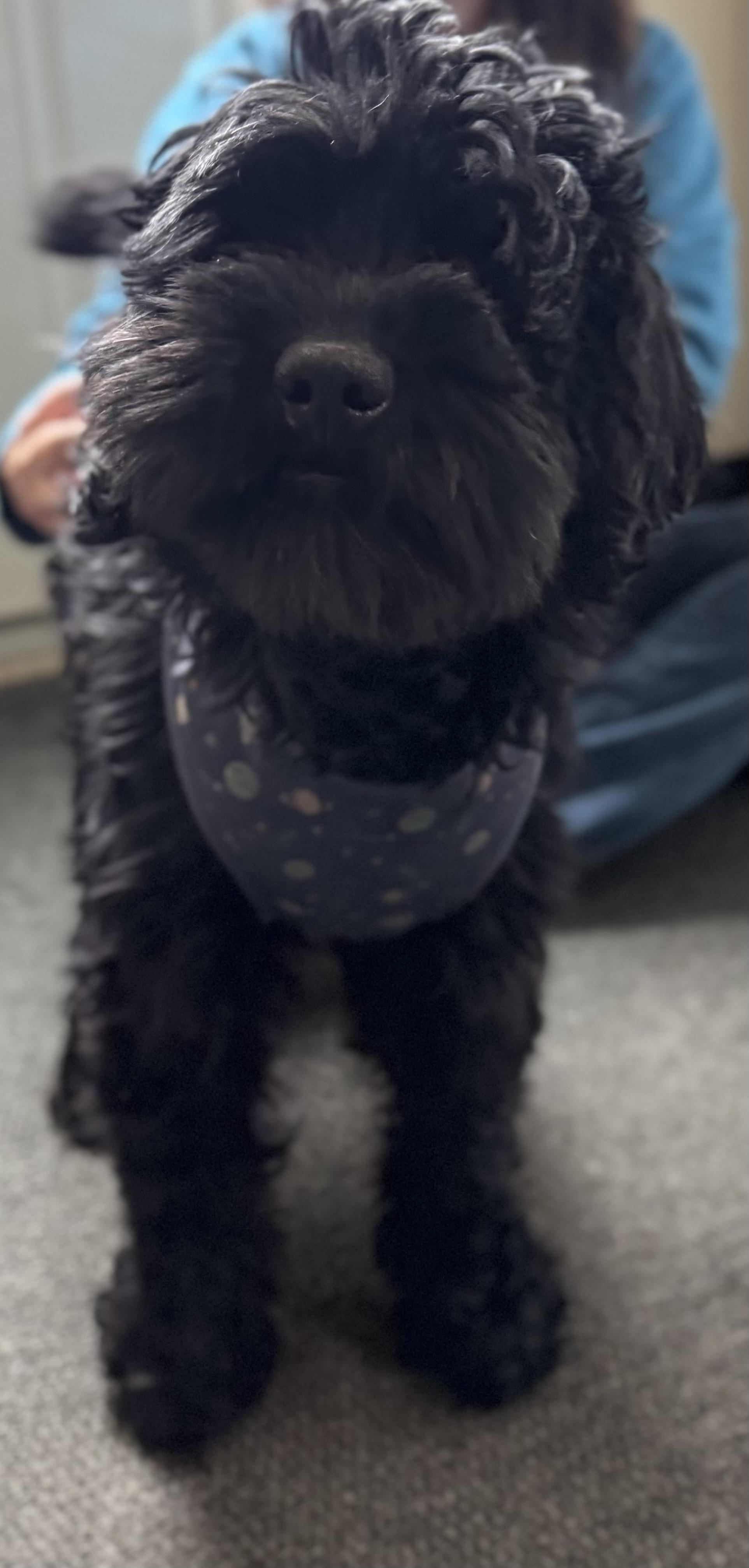 Mr. Pickle James, adopted, Young Male Mixed Breed.