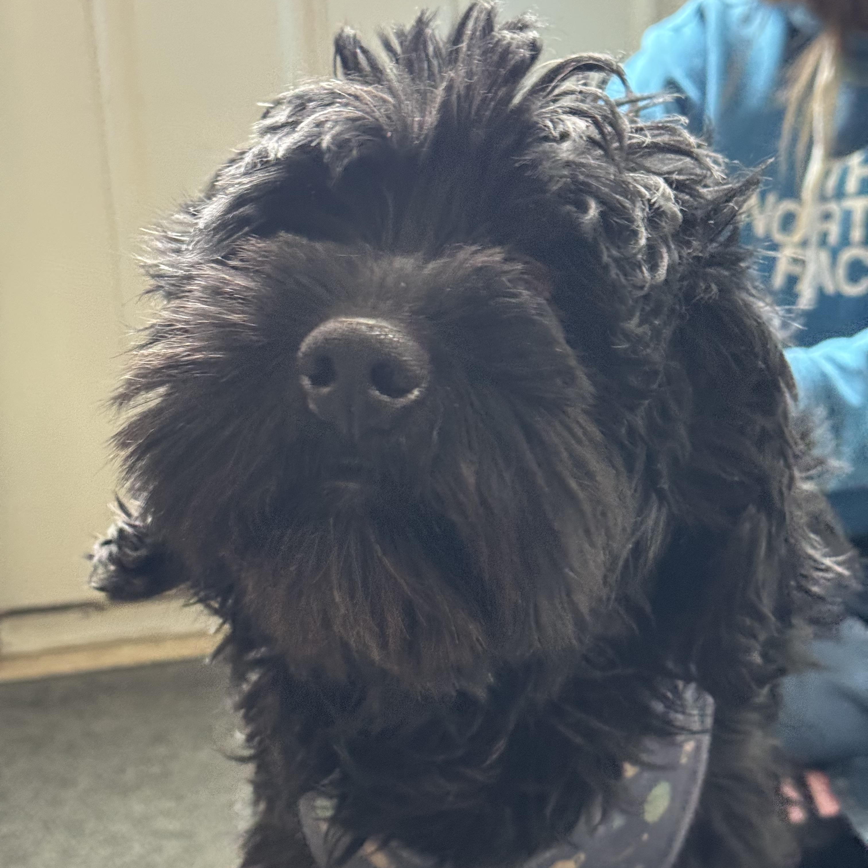 Mr. Pickle James, an adopted mixed breed in Chelmsford, MA image 3/4