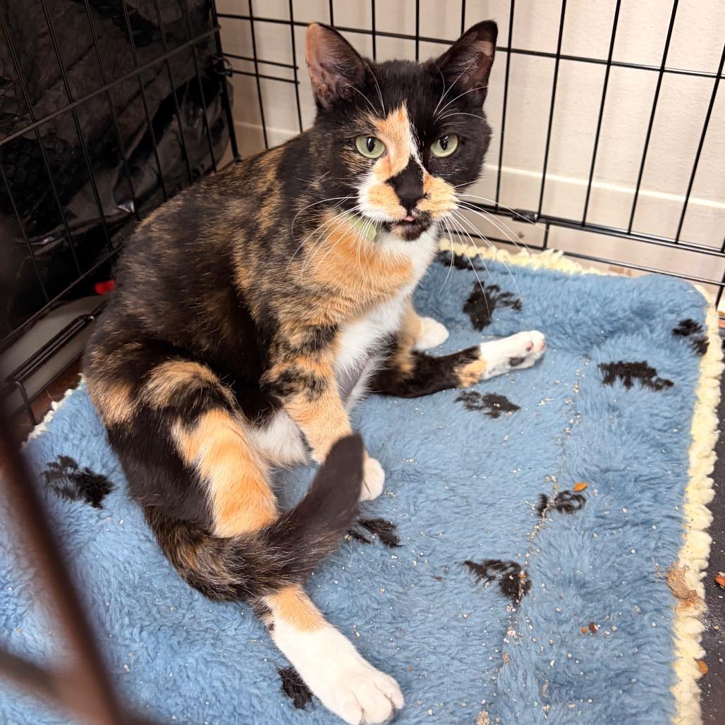Toffee, Adoptable, Adult Female Domestic Short Hair.