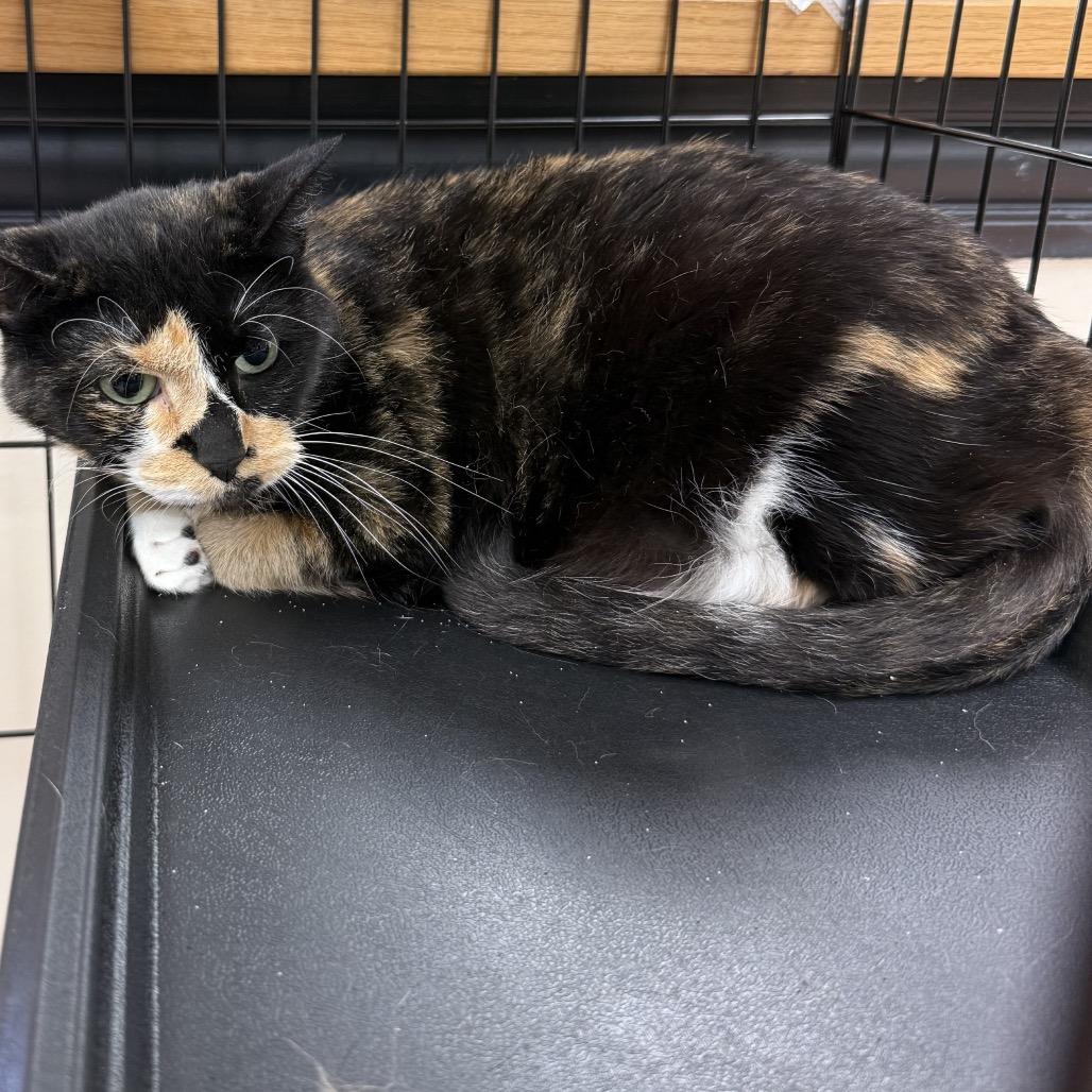Enlarge Toffee, a Adoptable Domestic Short Hair in Chillicothe, IL image 2/3