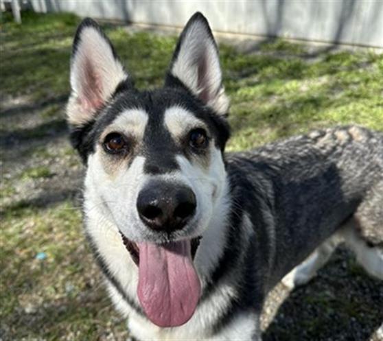 Enlarge SEENA, a Adoptable mixed breed in Anchorage, AK image 1/1