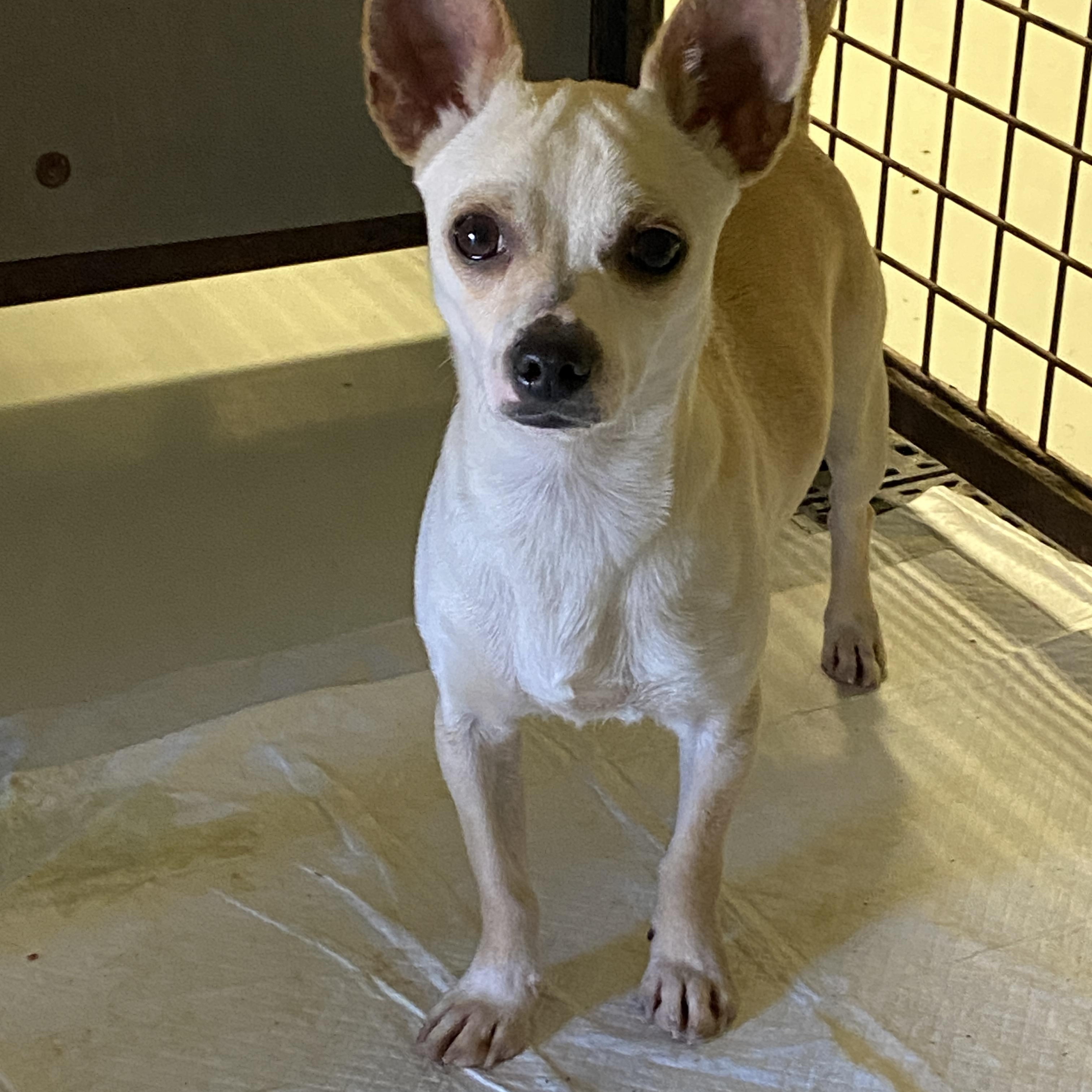 Enlarge Harley, an adopted Chihuahua in Hartford, KY image 3/5