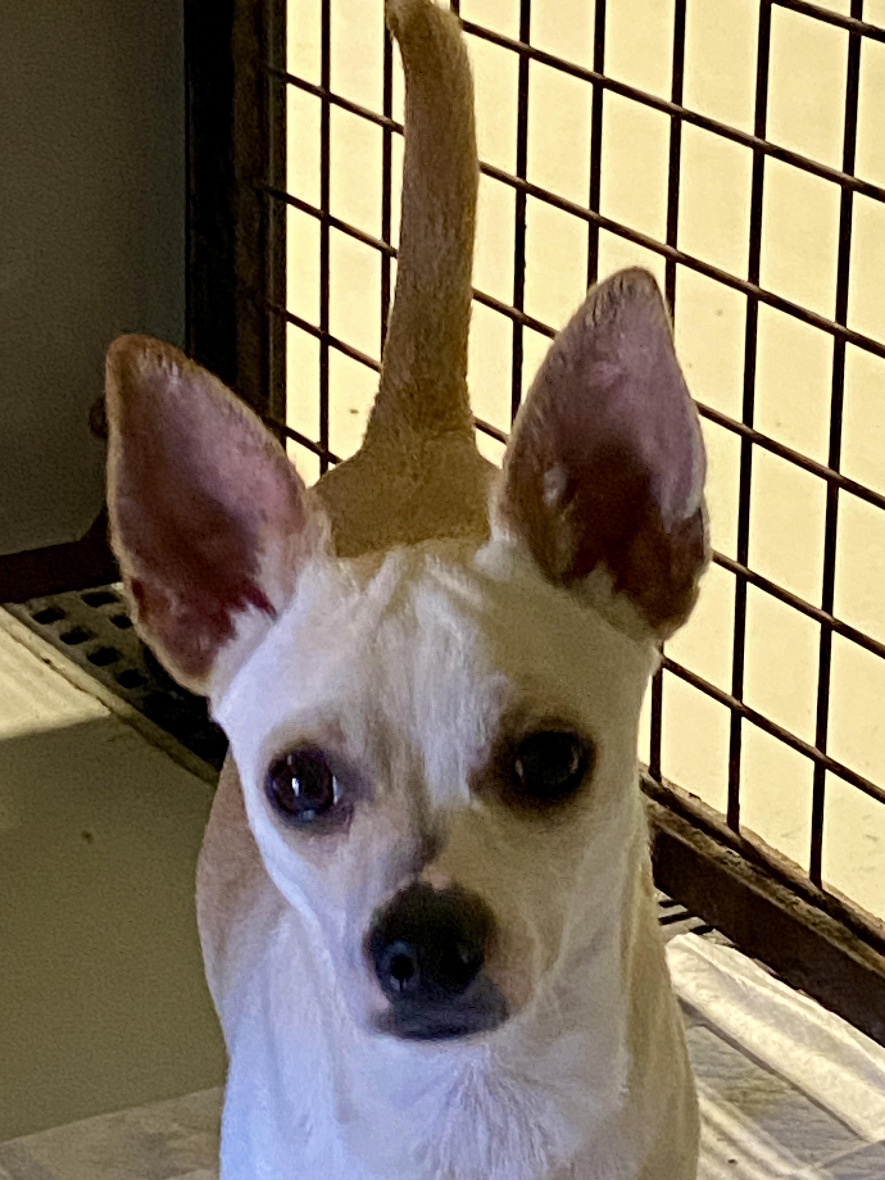 Harley, adopted, Adult Male Chihuahua.