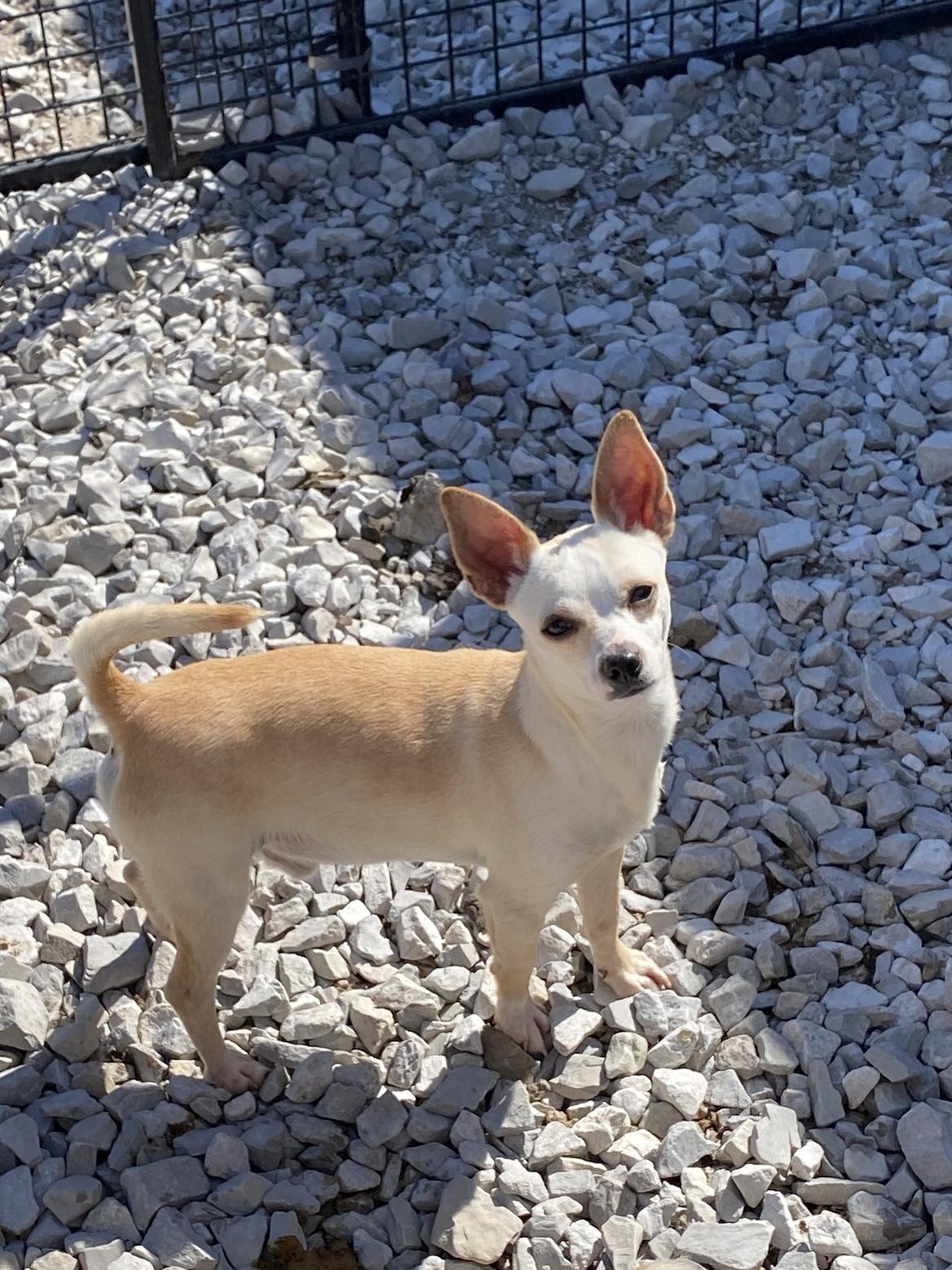 Enlarge Harley, an adopted Chihuahua in Hartford, KY image 4/5
