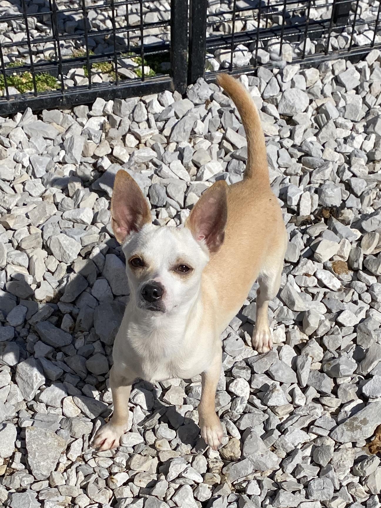 Enlarge Harley, an adopted Chihuahua in Hartford, KY image 5/5