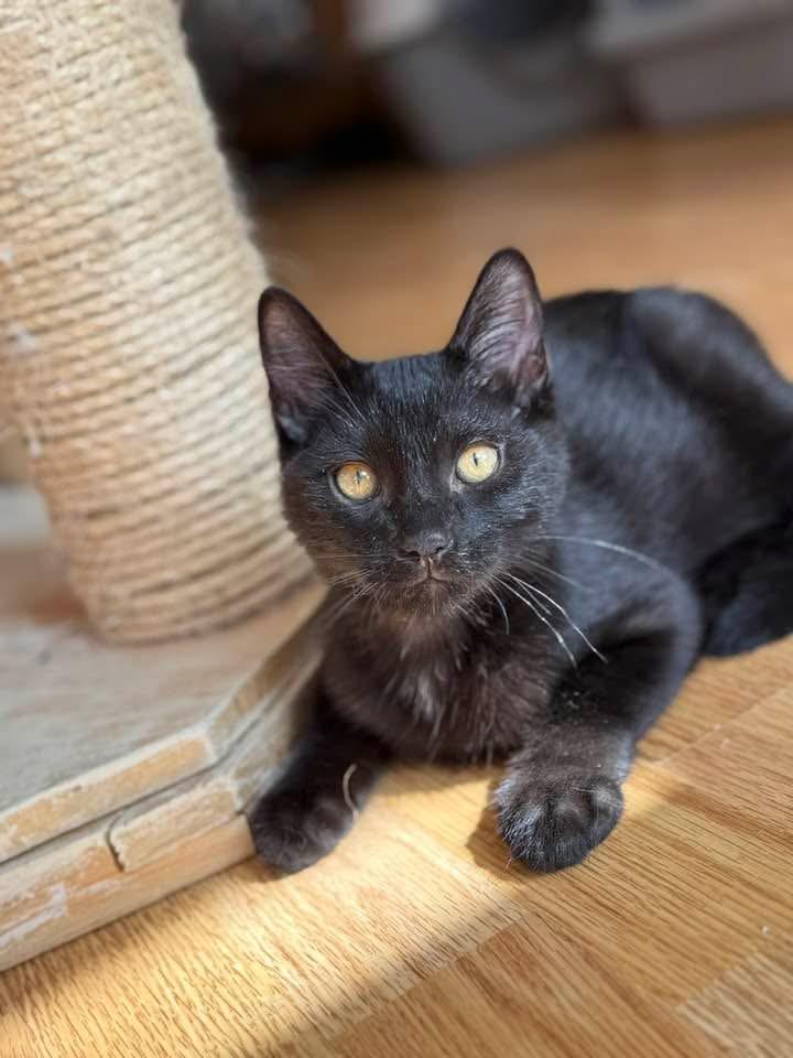 Enlarge Bluey, an adopted Domestic Short Hair in Keller, TX image 1/1