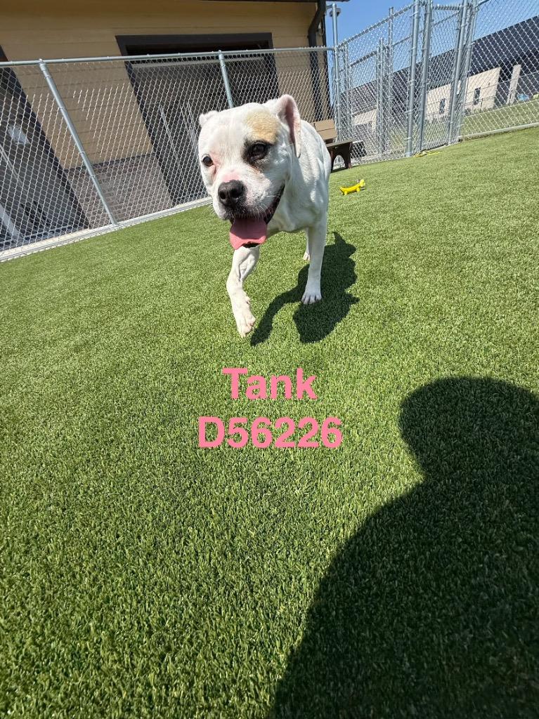 Tank, Adoptable, Young Male Mixed Breed.