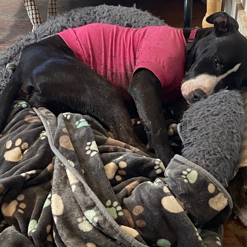 Nova, Adoptable, Young Female Pit Bull Terrier.